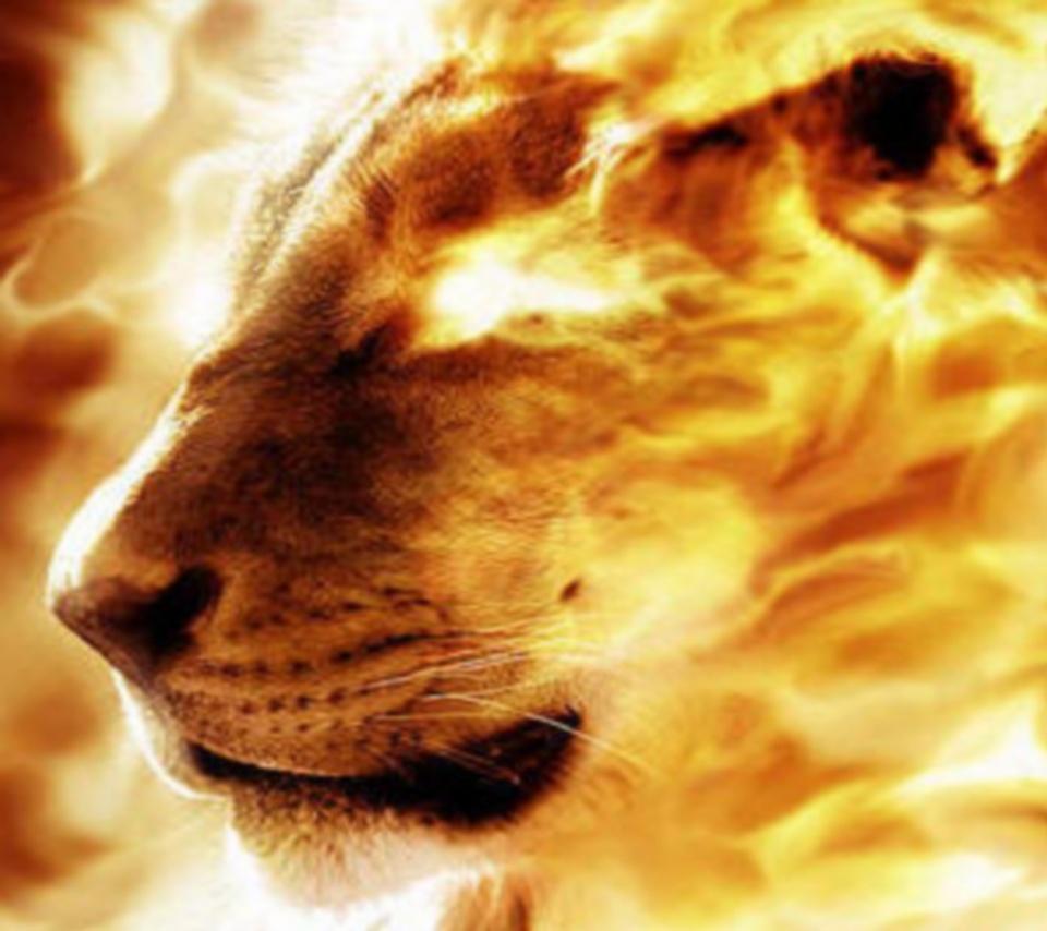 Lion On Fire Wallpapers - Wallpaper Cave