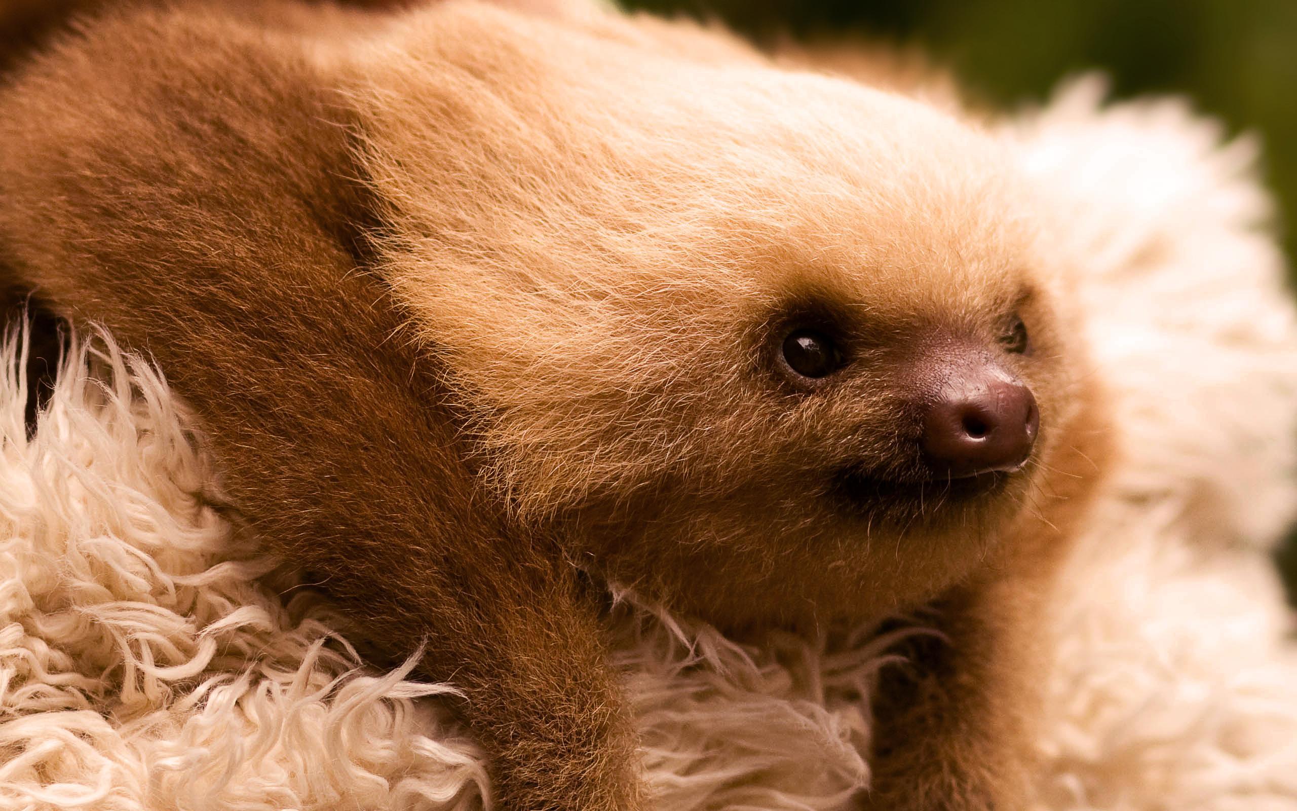 cute sloth wallpaper