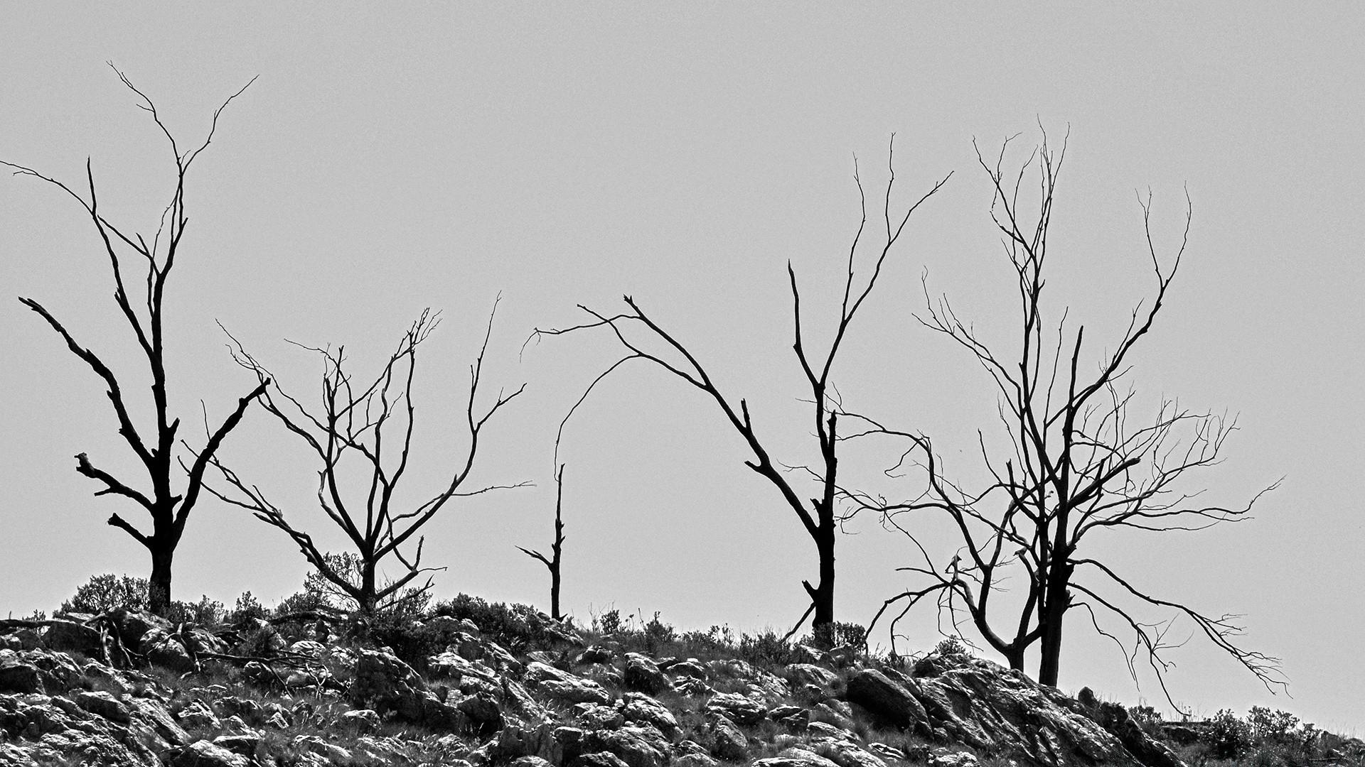 Lonely Trees