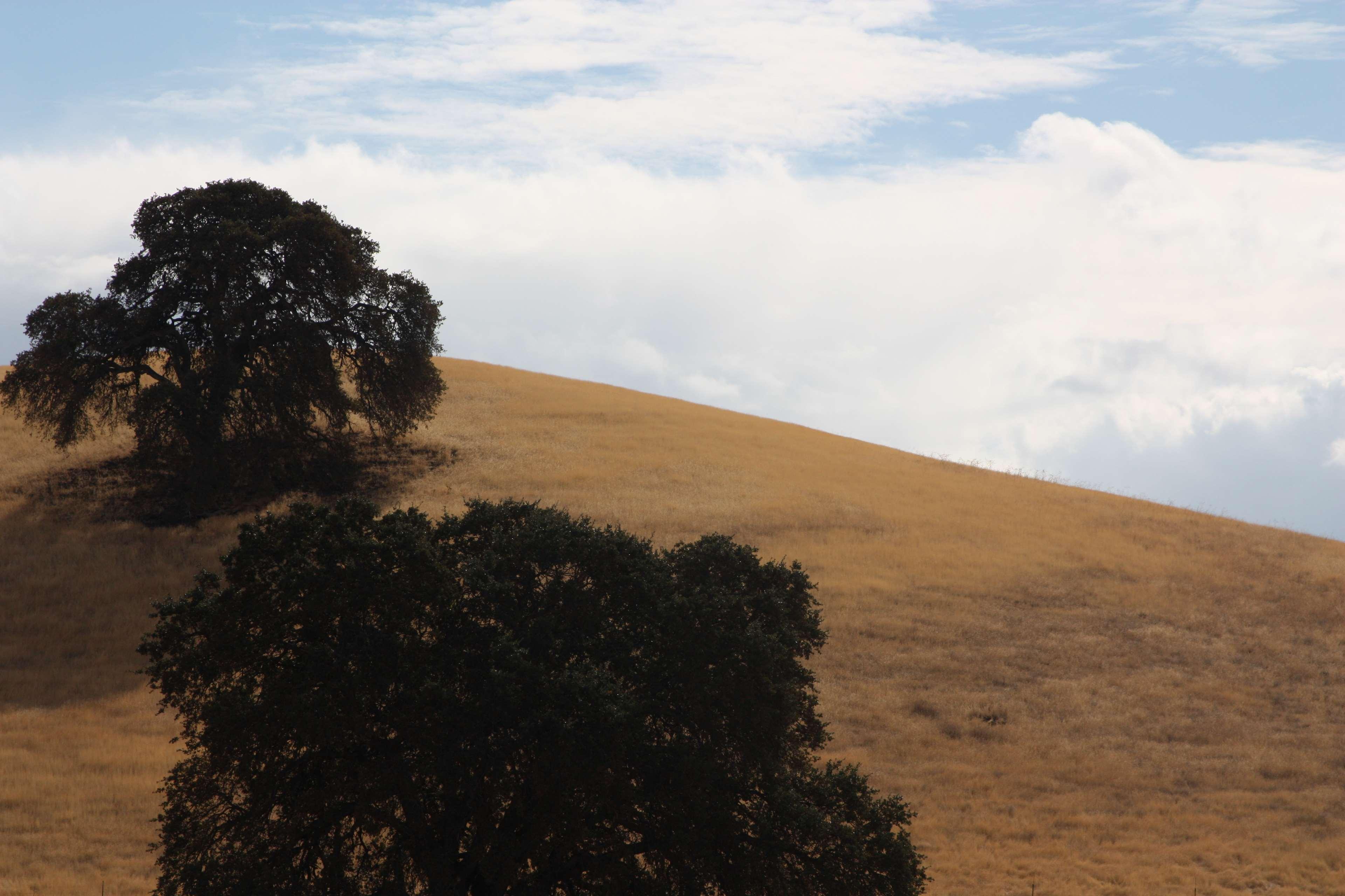 barren, hill, landscape, lonely, shadow, shadows, sky, tree