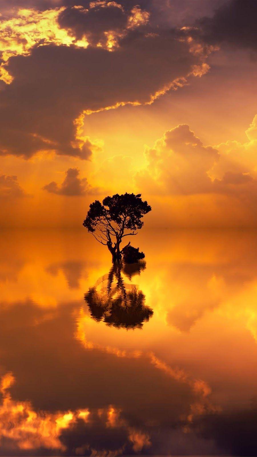 Lonely tree in the sunset. iPhone wallpaper. Tree