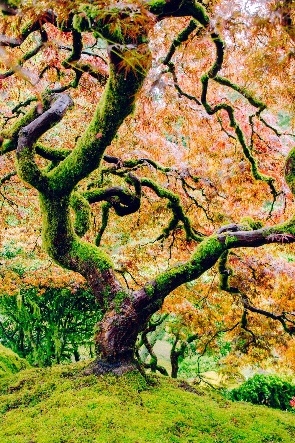 Tree Image: Download HD Picture & Photo