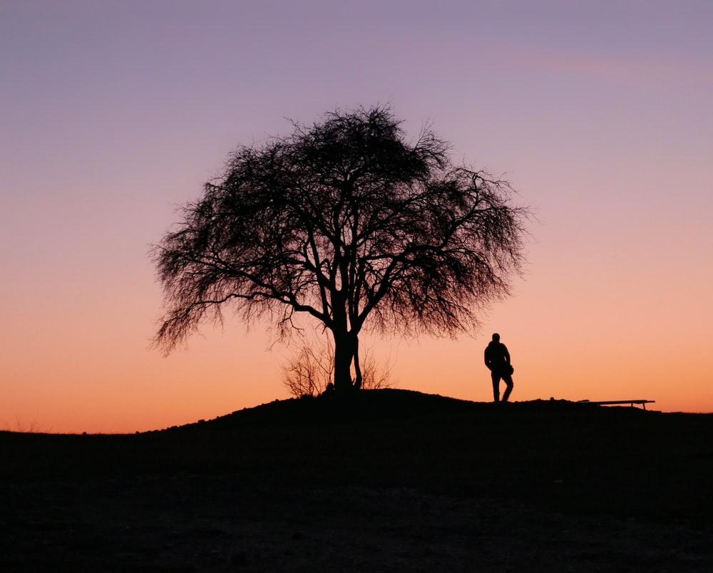 Tree Image: Download HD Picture & Photo