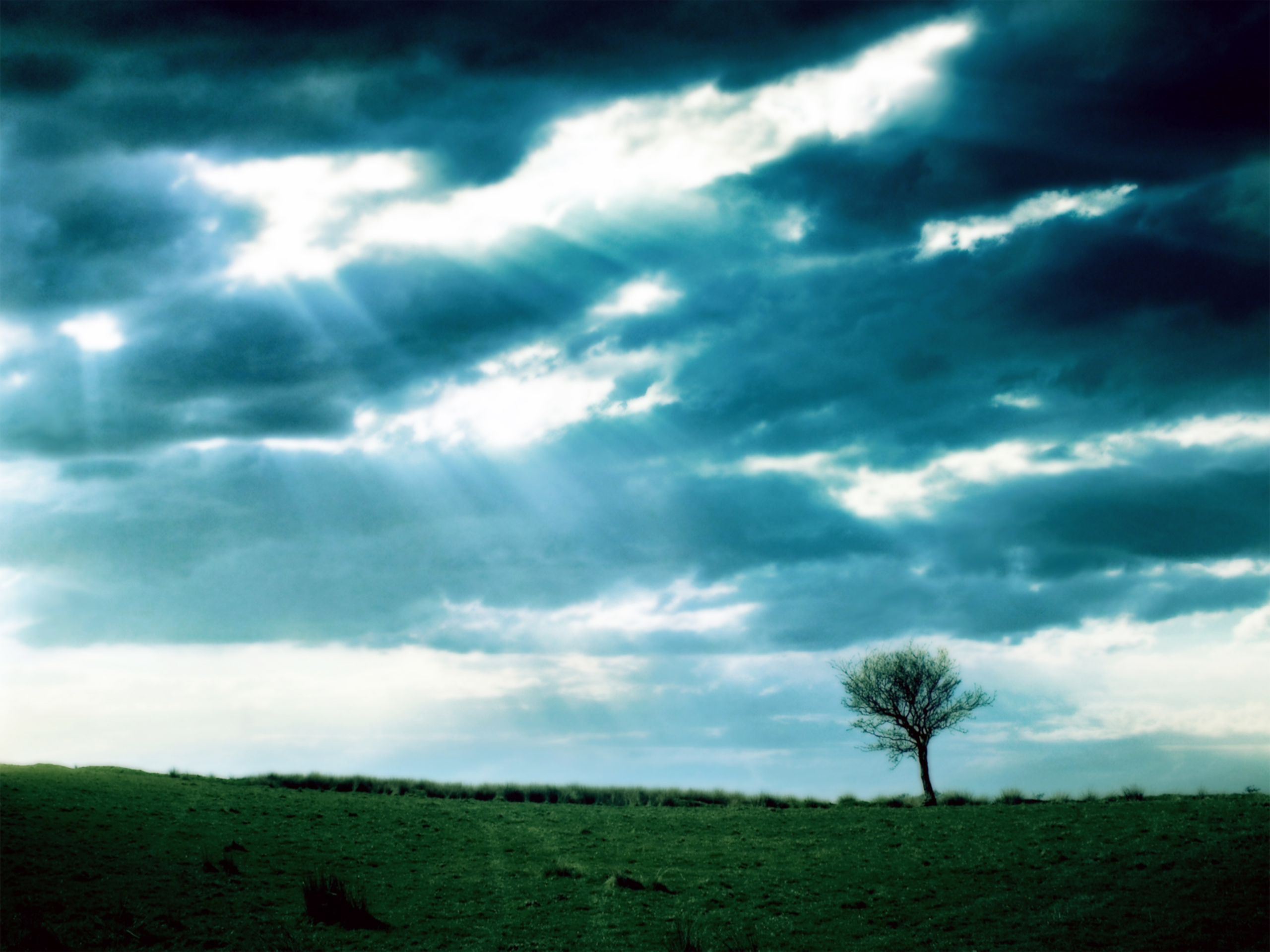 Quotes about Lonely tree (32 quotes)