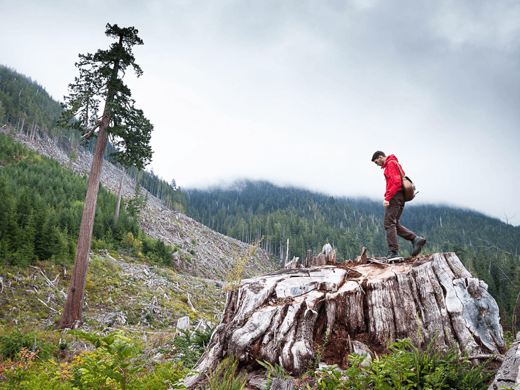 Lonely old fir's fate awakens man's activism