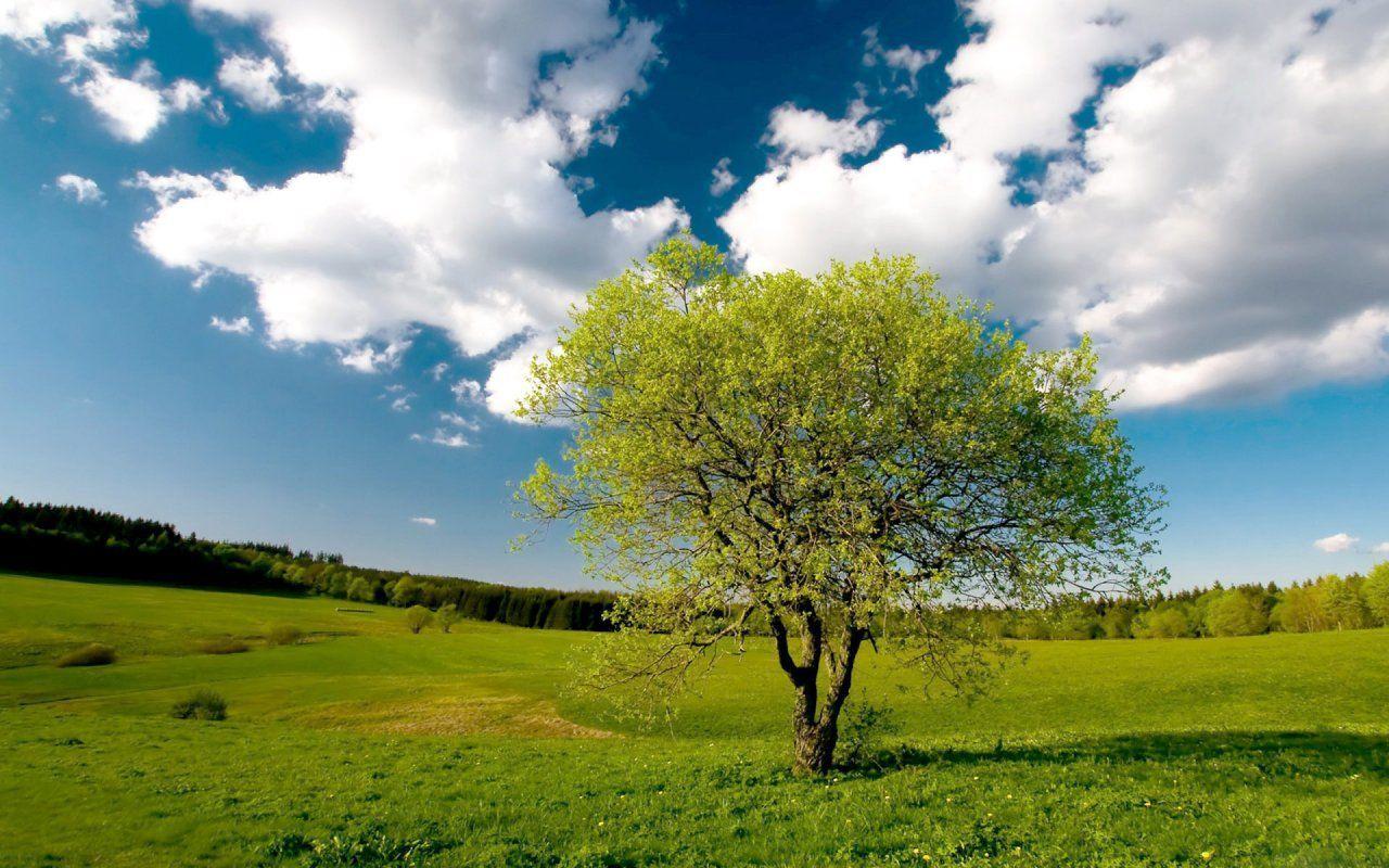 Lone Tree Picture HD. Download Authentic Image on EyeEm