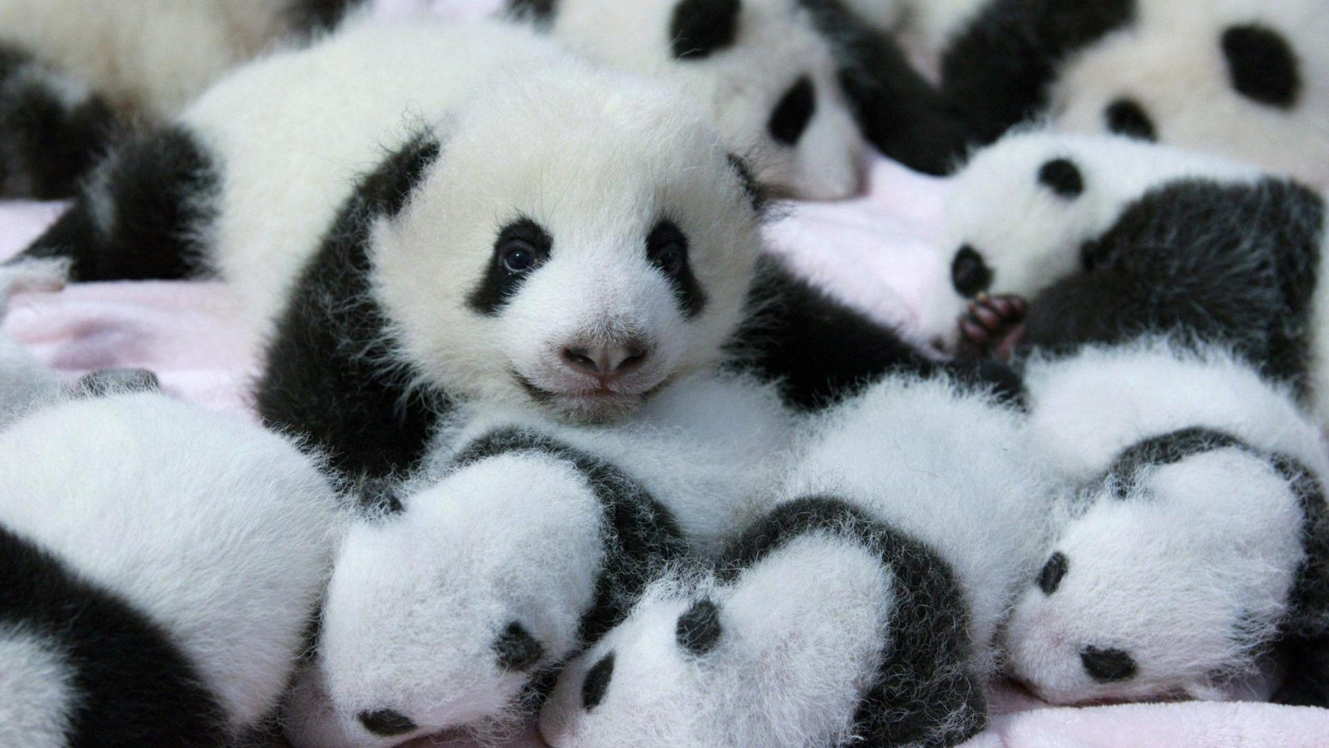 Baby Panda Wallpaper Panda Wallpaper