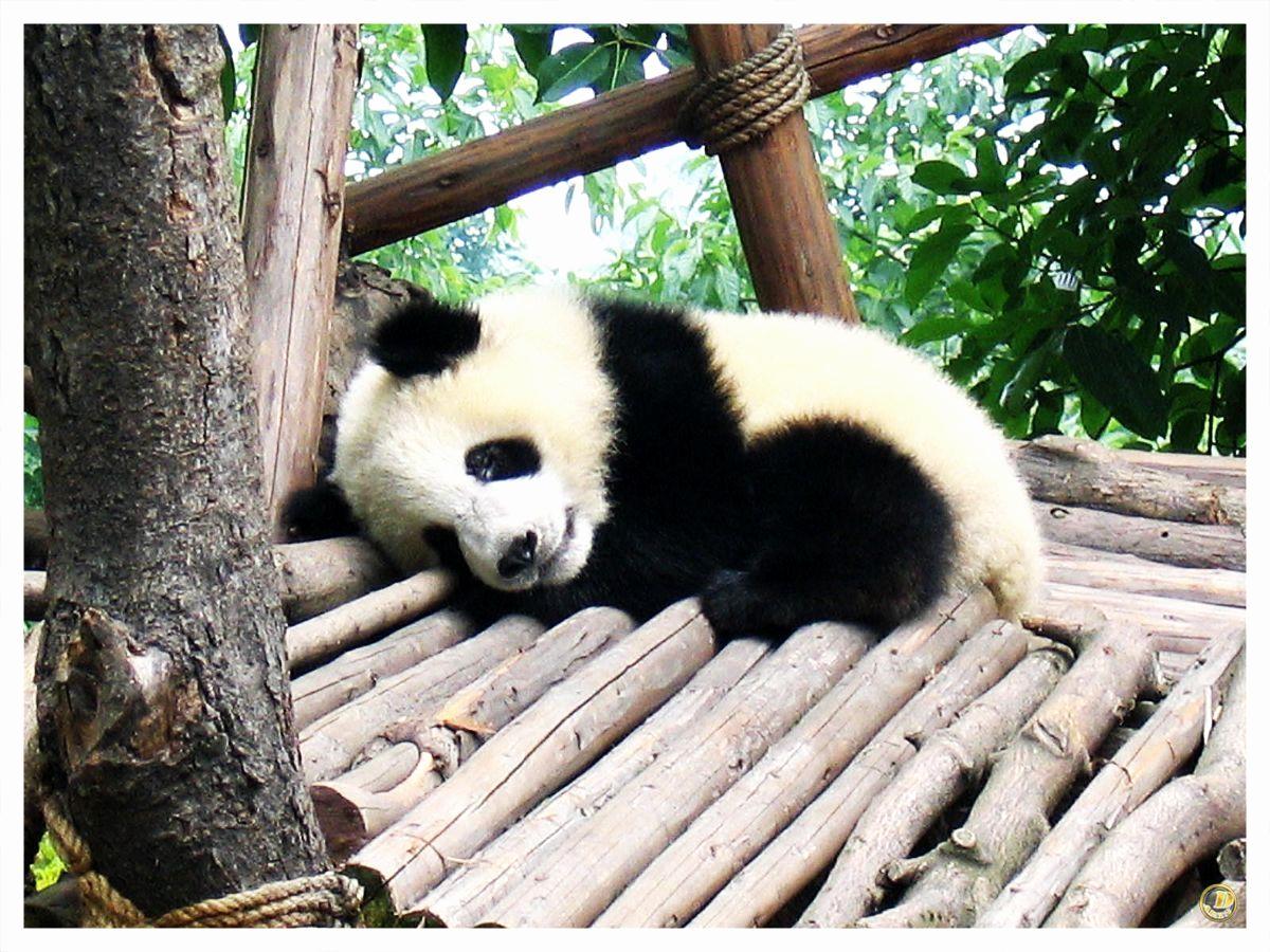 New Baby Panda Wallpaper This Week