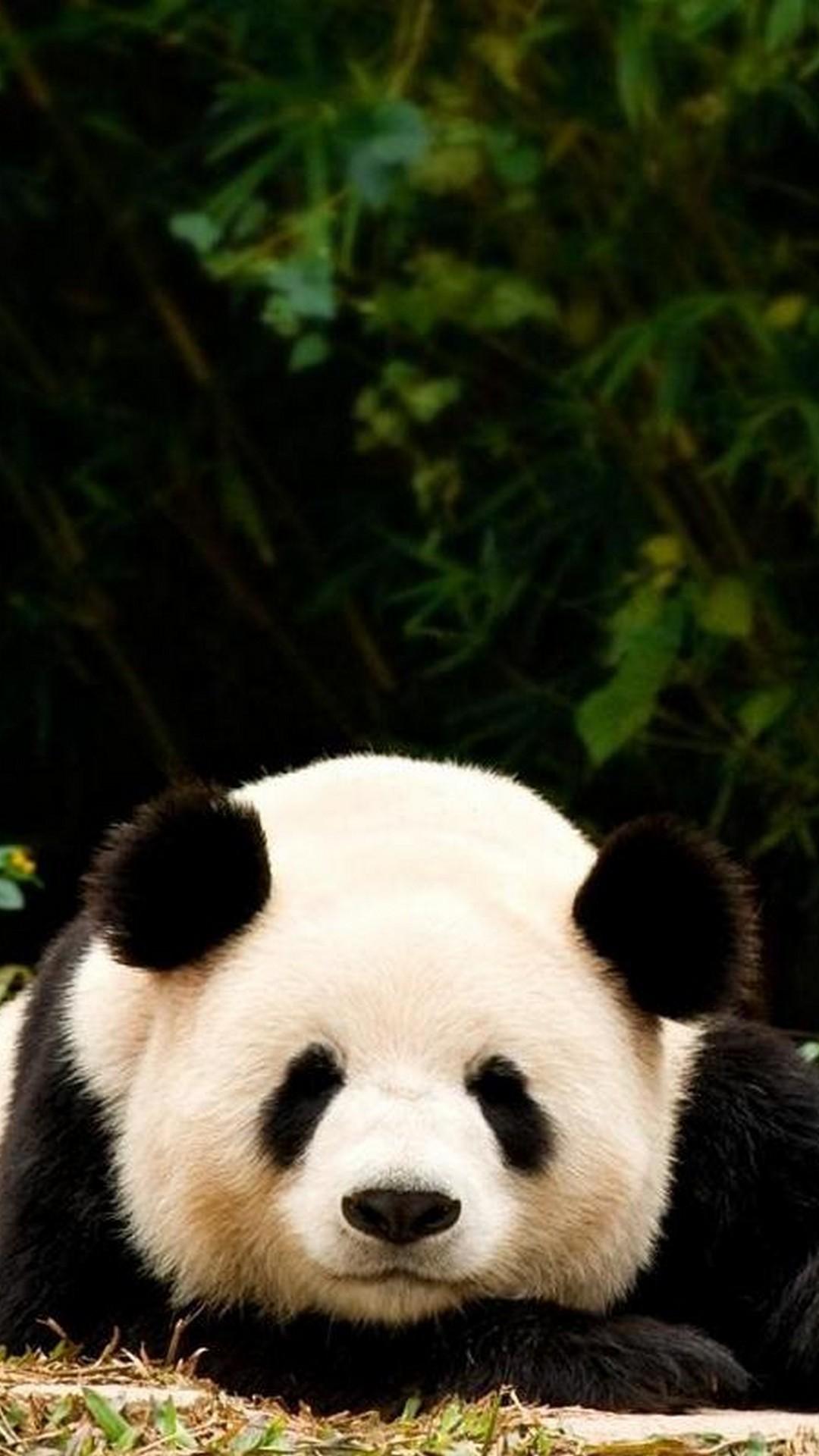 Wallpaper of Pandas