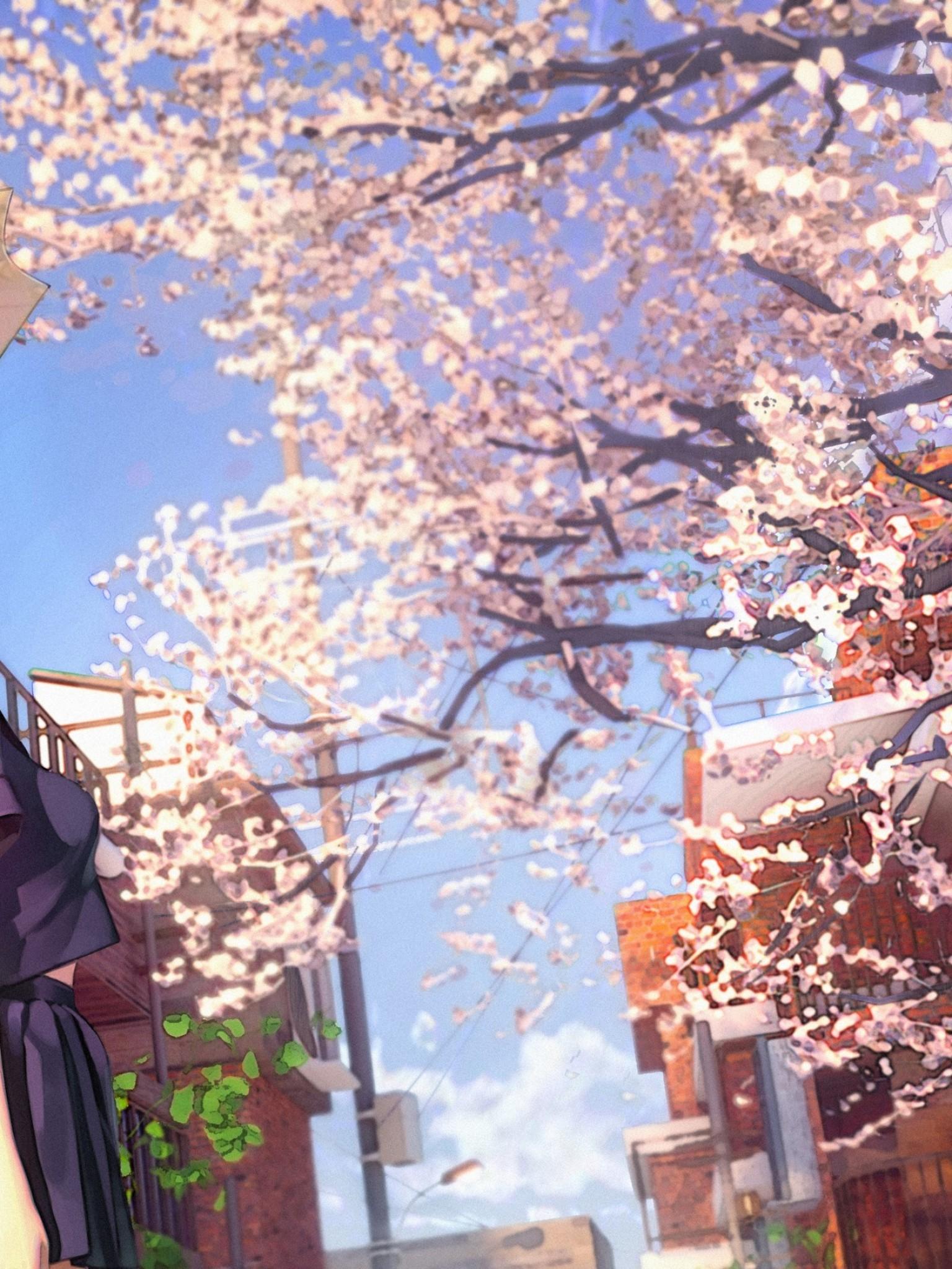 Download 1536x2048 Cherry Blossom, Sakura Petals, Anime