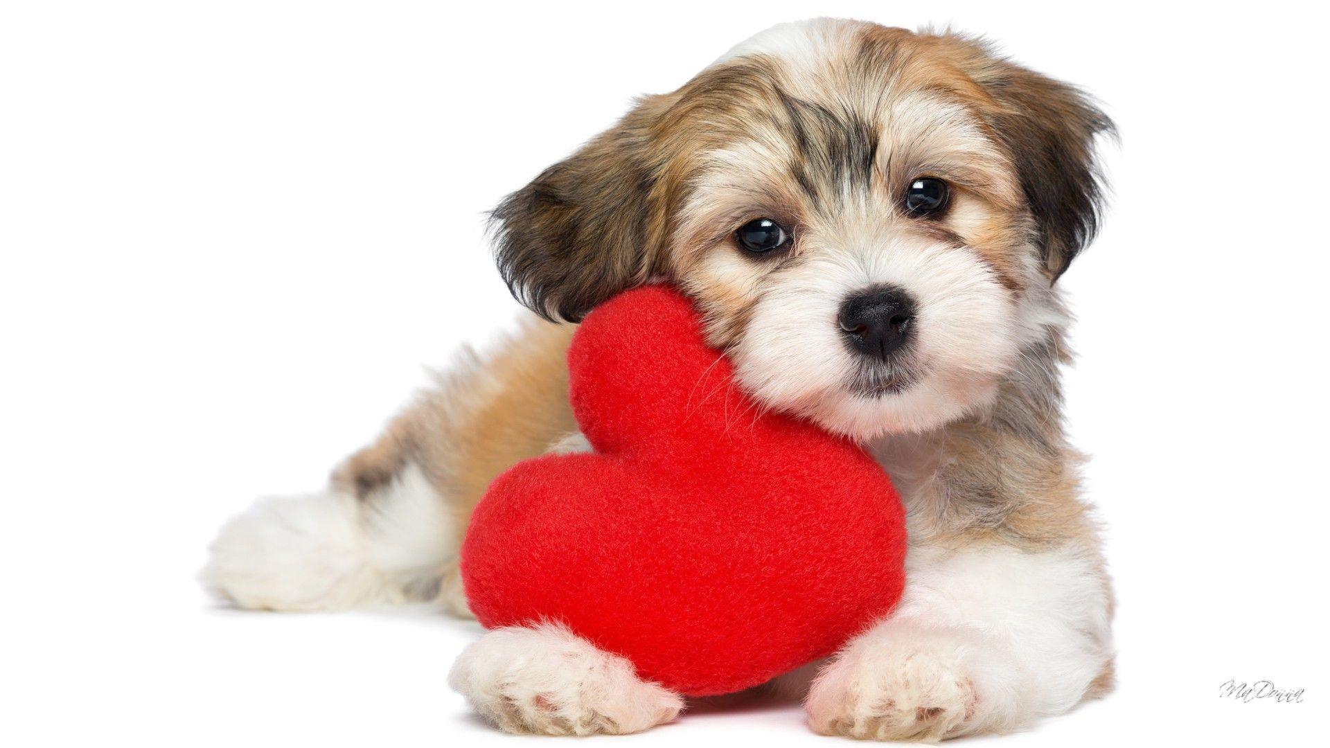 Valentines Day Puppy Wallpapers - Wallpaper Cave