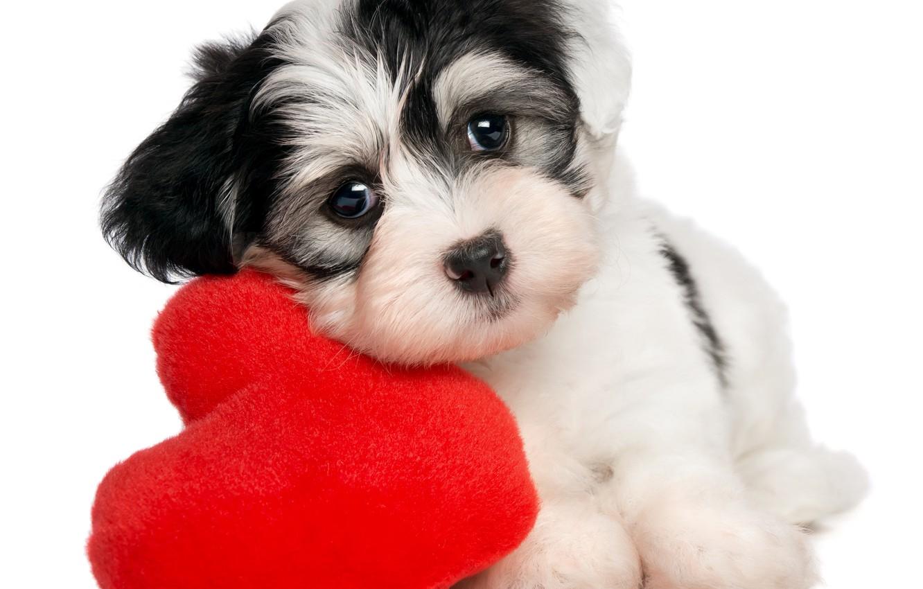 Wallpaper heart, puppy, puppy, heart, Valentines Day image for desktop, section собаки