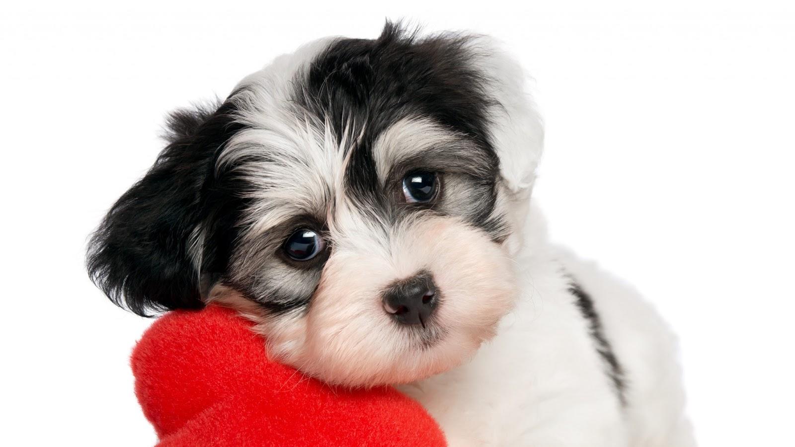 Free download Valentines Day Puppies Wallpaper 1600x900 px