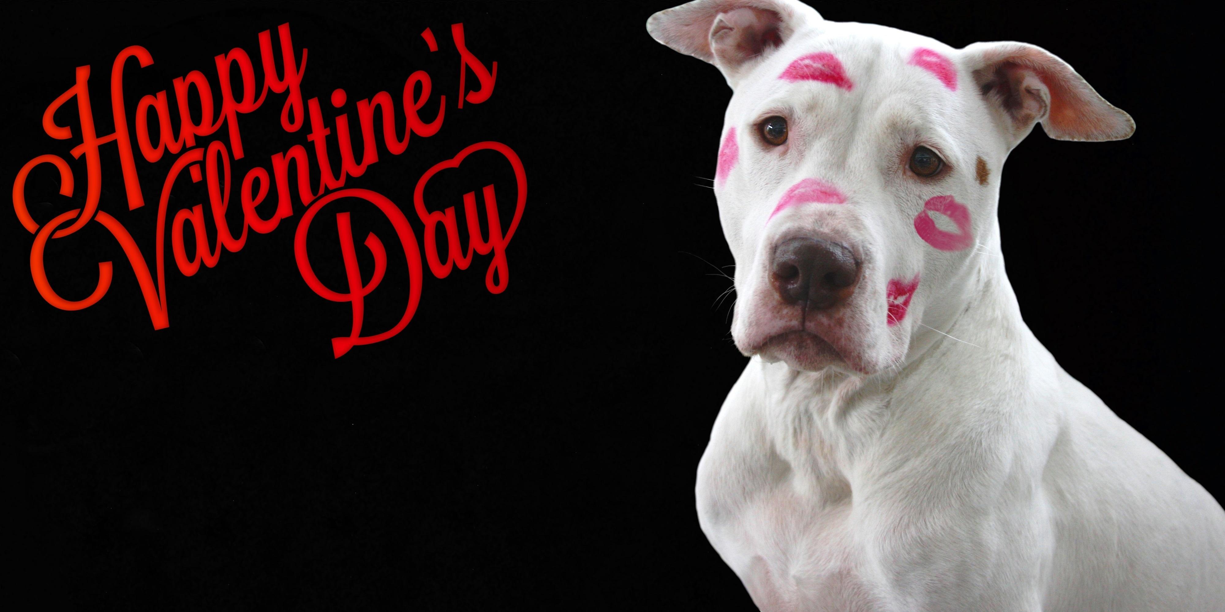 Valentine's Day puppy with kisses HD Wallpaper
