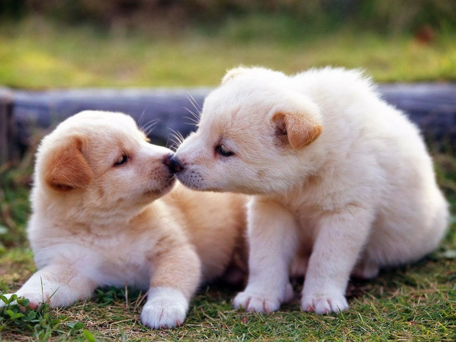 kiss day HD happy kiss day 2014.hd wallpaper cute pics of dogs Valentine's Day Image. Cute animals puppies, Baby animals picture, Animals kissing