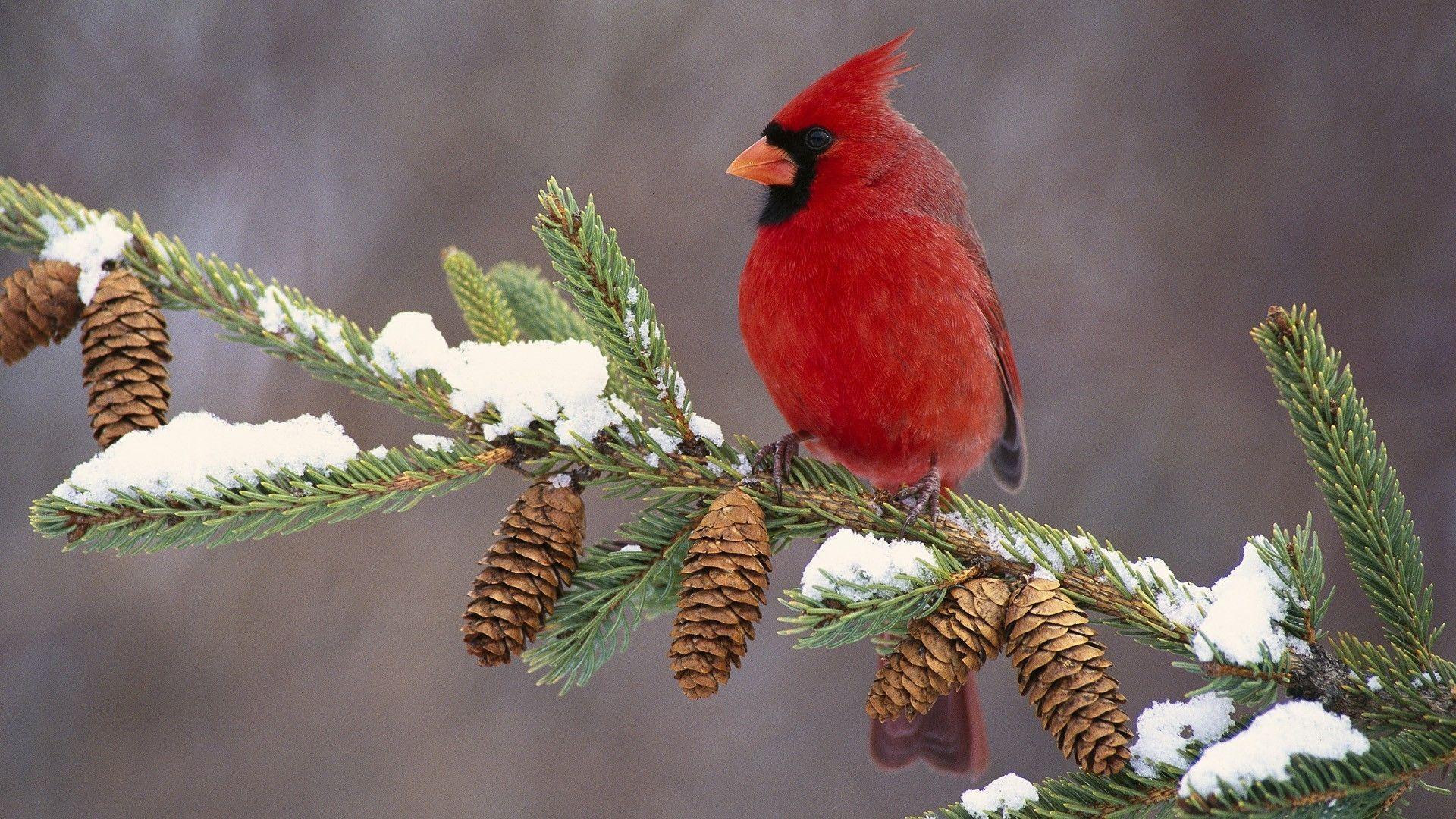 Winter Cardinal Desktop Wallpaper Free Winter
