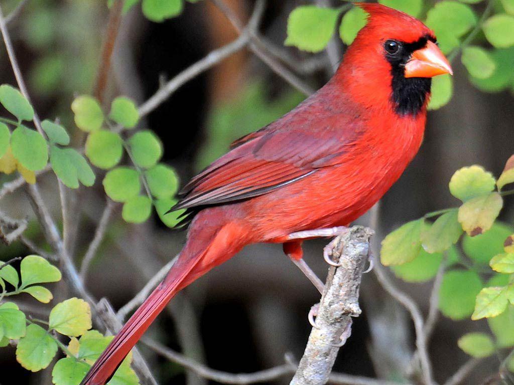 Free Cardinal Wallpaper Desktop. Colorful birds, Most beautiful birds, Cardinal birds