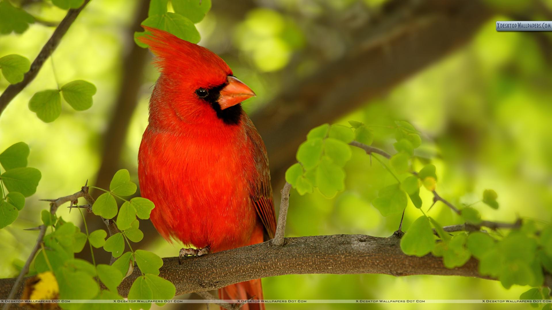 Red Cardinal Wallpaper