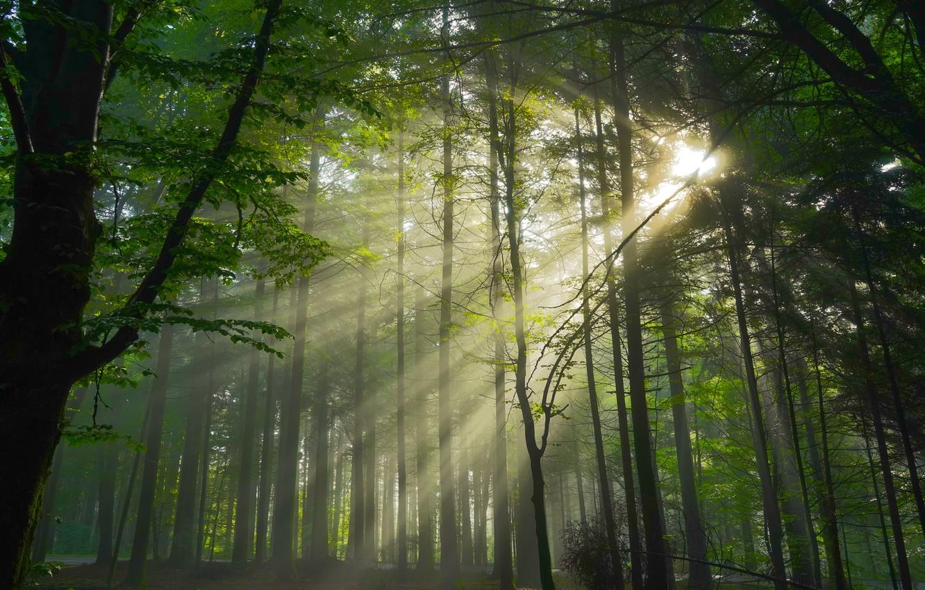 Wallpaper forest, the sun, rays, light, trees, branches