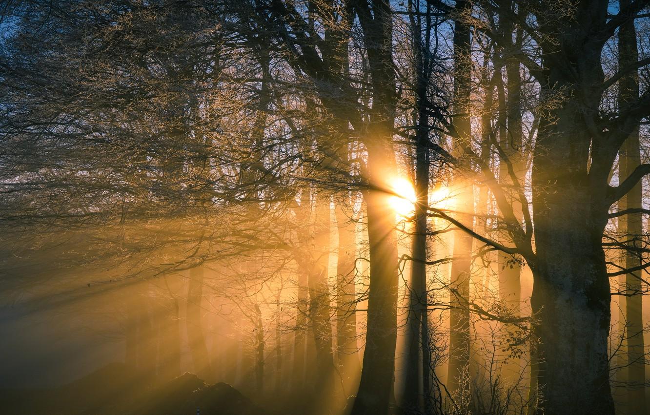 Wallpaper frost, forest, the sun, rays, light, trees