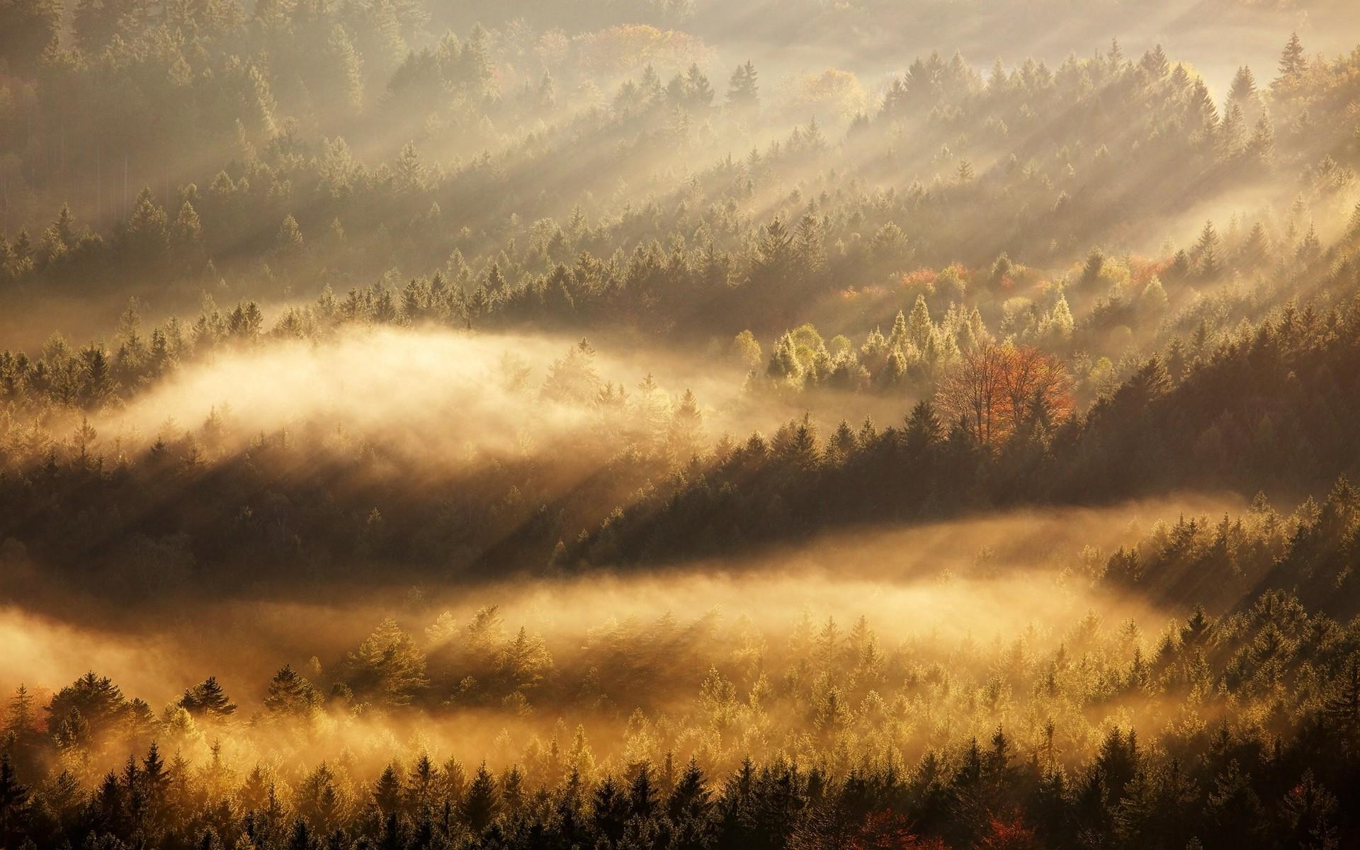nature landscape mist sunrise fall forest sun rays trees