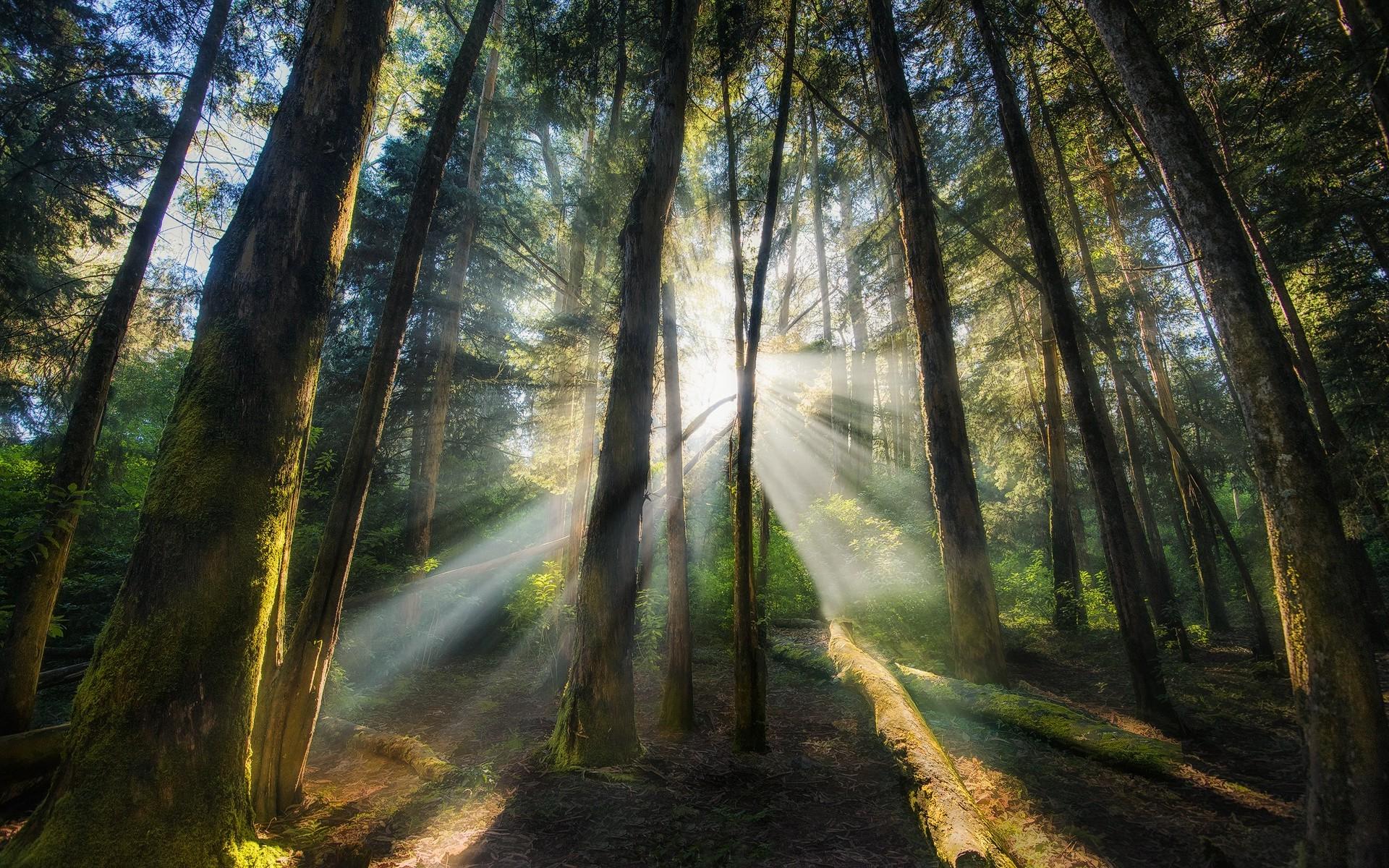 Misty Morning Forest Sunrays Wallpapers Wallpaper Cave