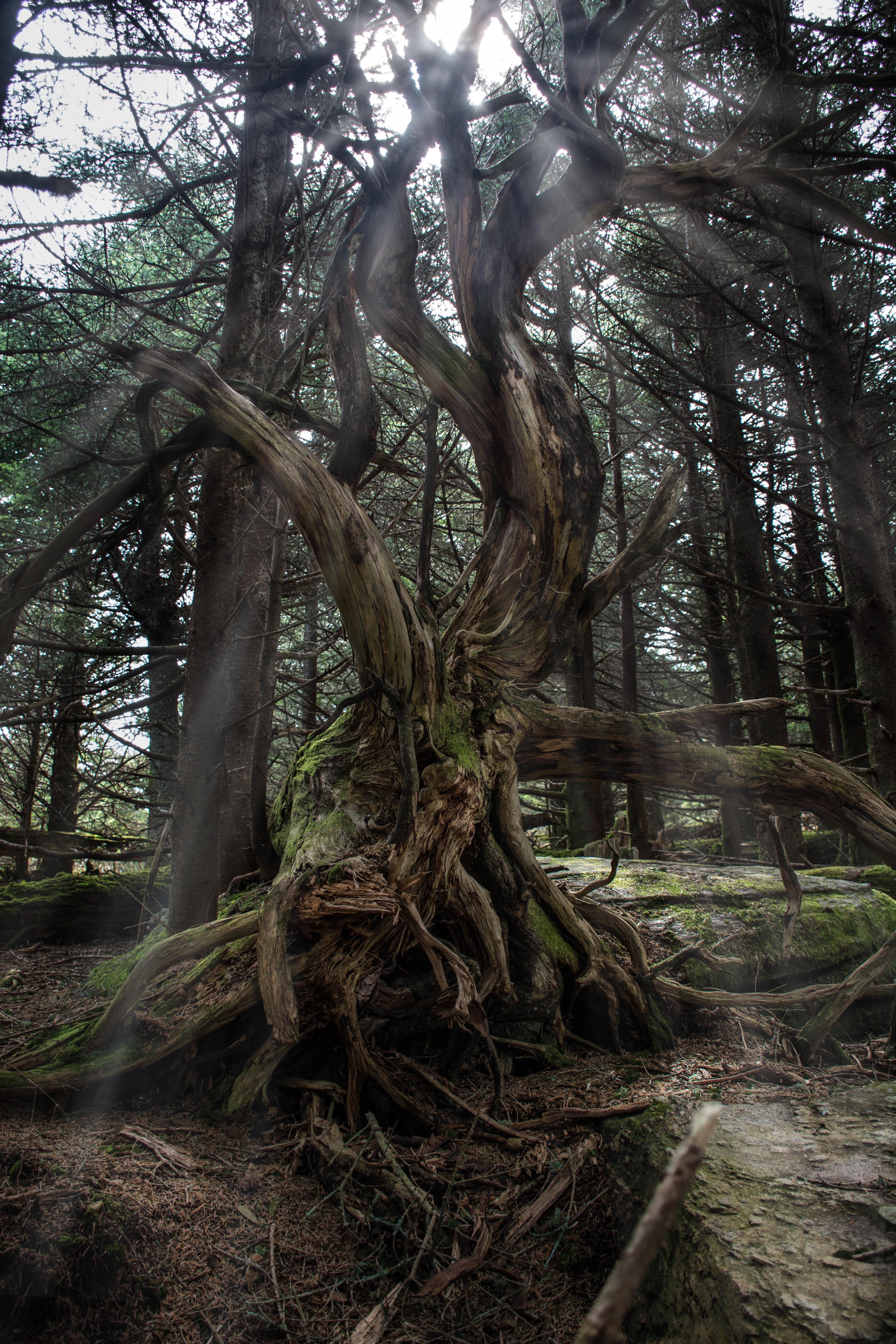 Sun rays on a foggy morning atop Mt Mitchell, NC. 4000x6000