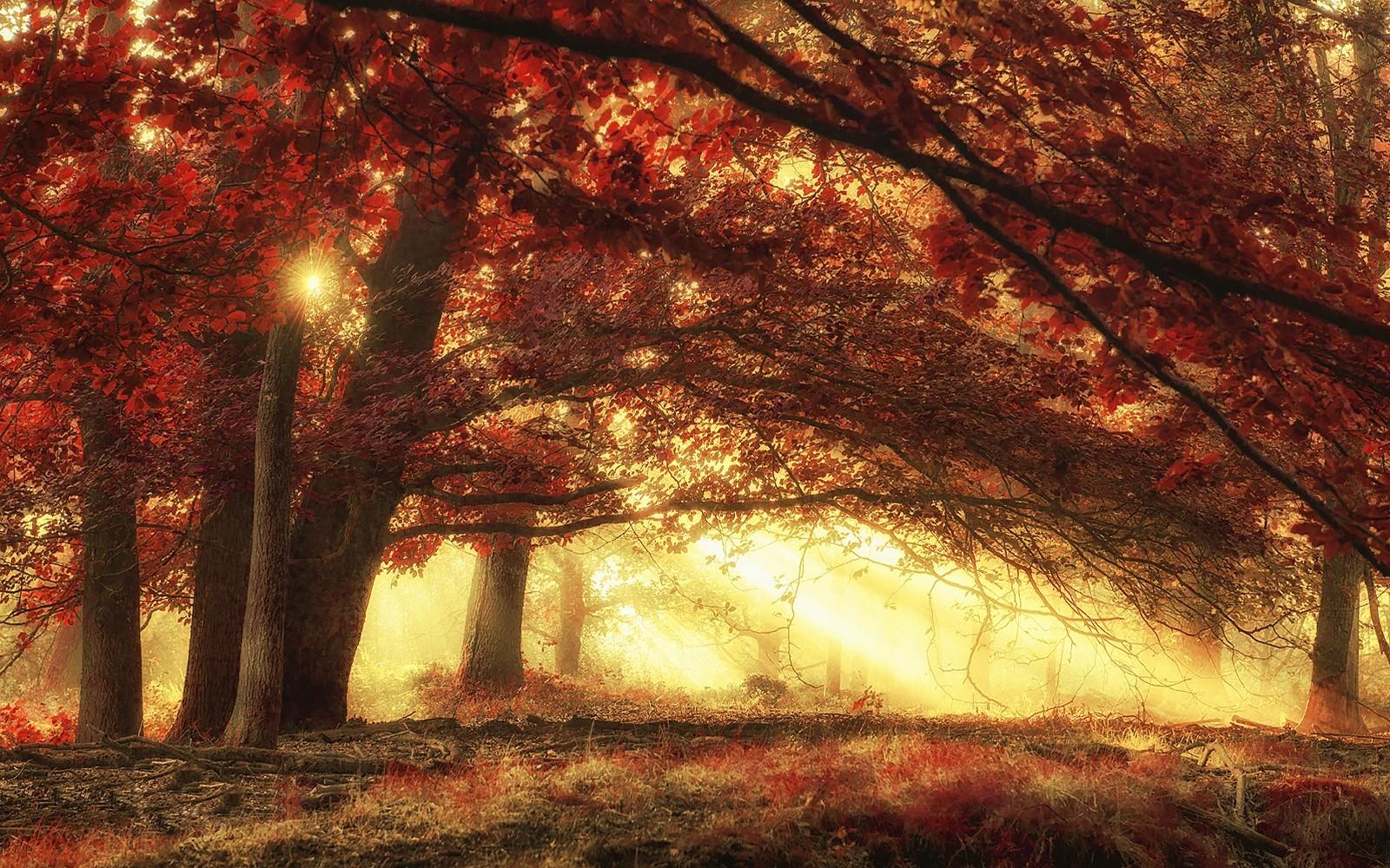 Nature, Landscape, Sun Rays, Forest, Fall, Morning, Magic