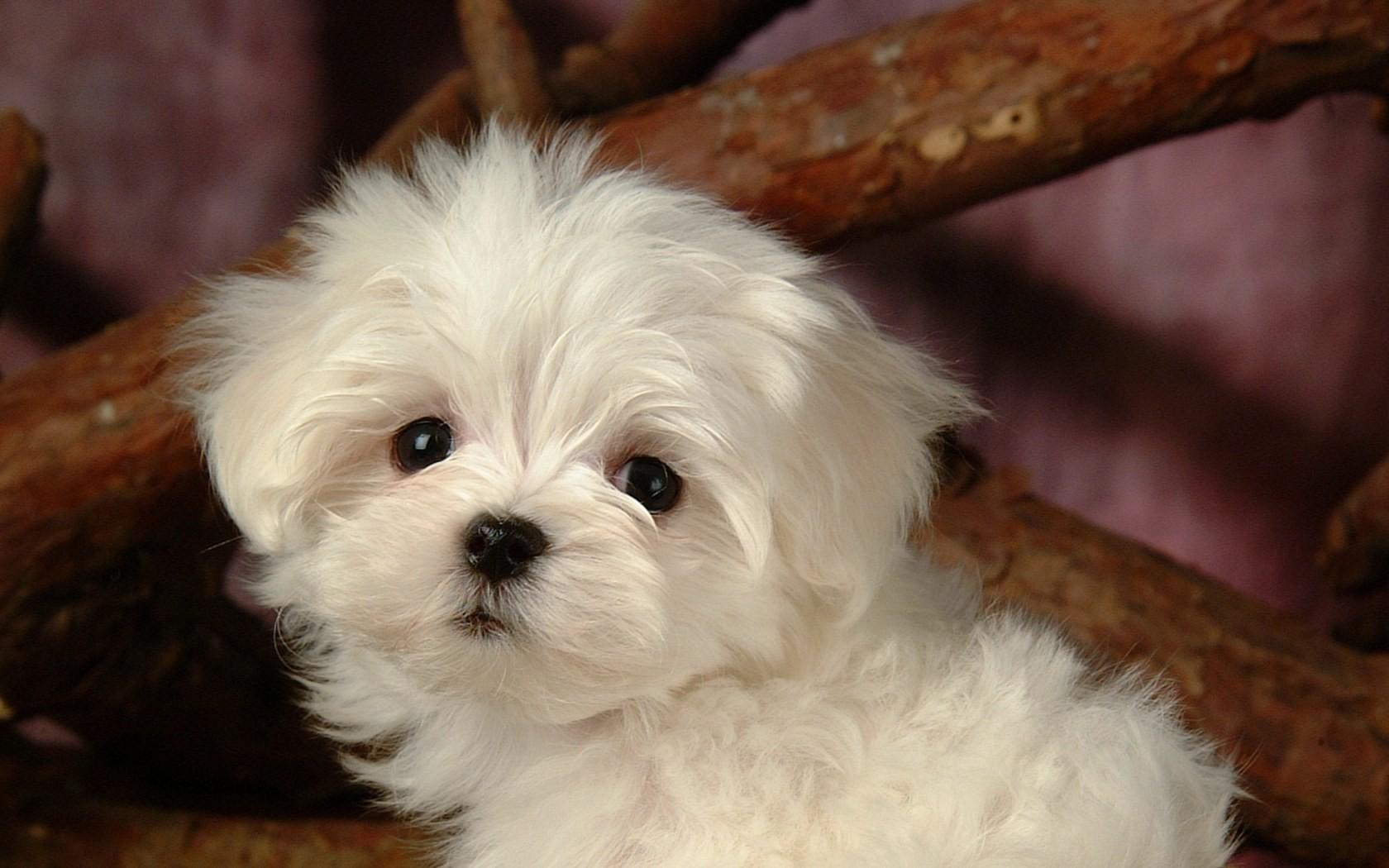 Lovely, White, Puppy, Dog, Full, Hd, Wallpaper, Image