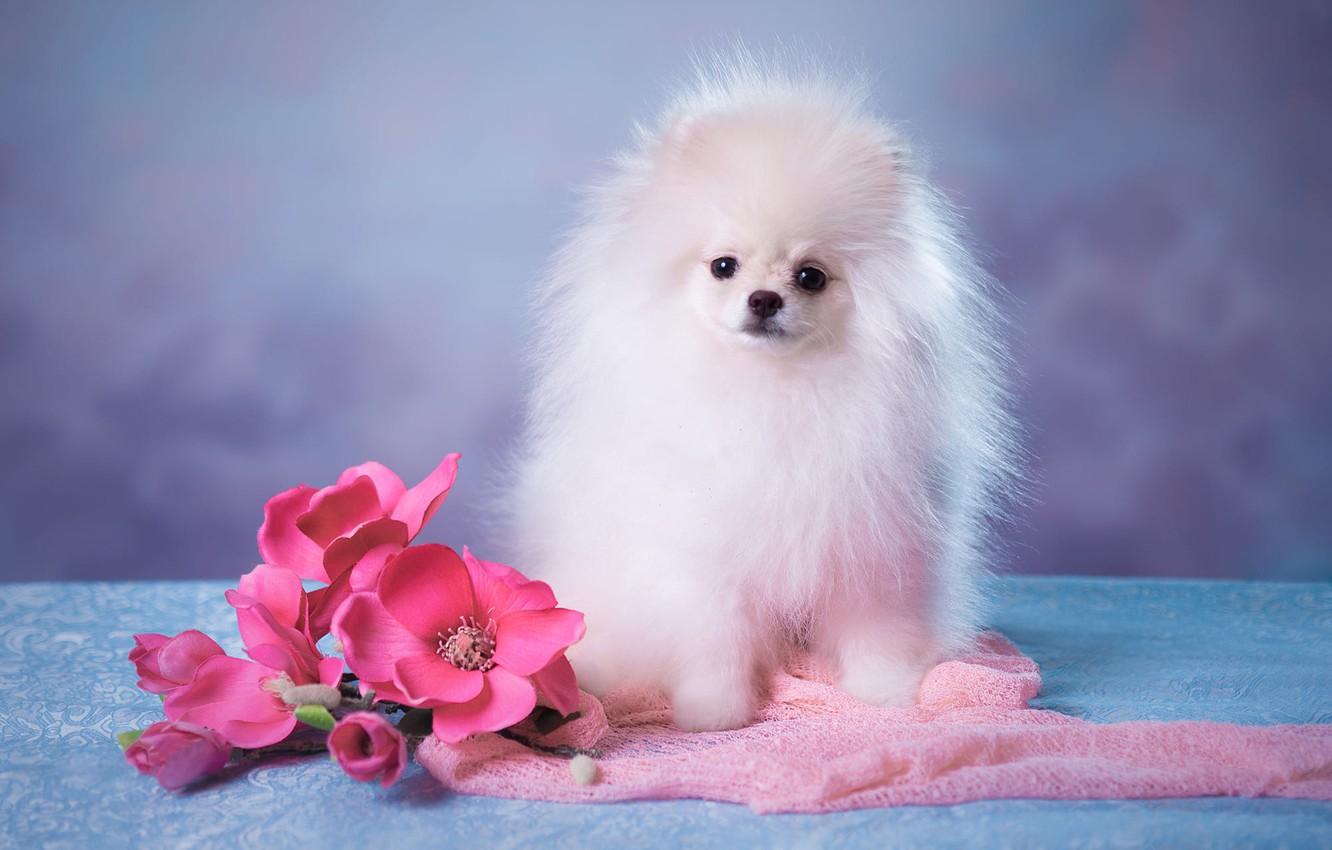 Wallpaper white, look, flowers, pose, background, blue, portrait, dog, bouquet, fluffy, baby, muzzle, cute, puppy, fabric, pink image for desktop, section собаки