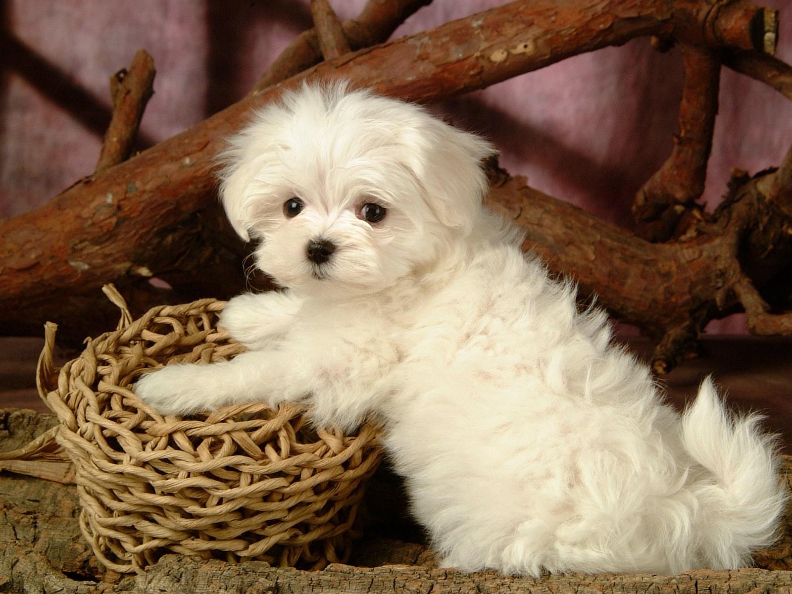 Free download Fluffy Maltese Puppy Dogs White Maltese