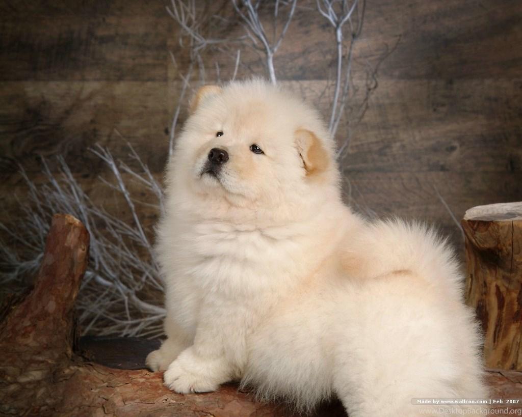 Fluffy Chow Chow Puppies Wallpaper Chow Chow Puppy