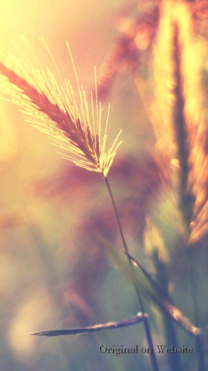 iPhone Wallpaper 4k Nature- Farm Wheat Corp Macro Blur