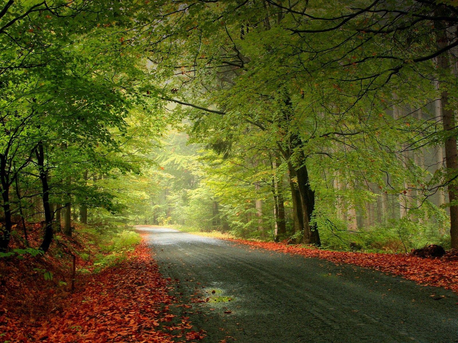 fall, autumn, herbst, wonderful season. Beautiful roads, Forest road, Country roads
