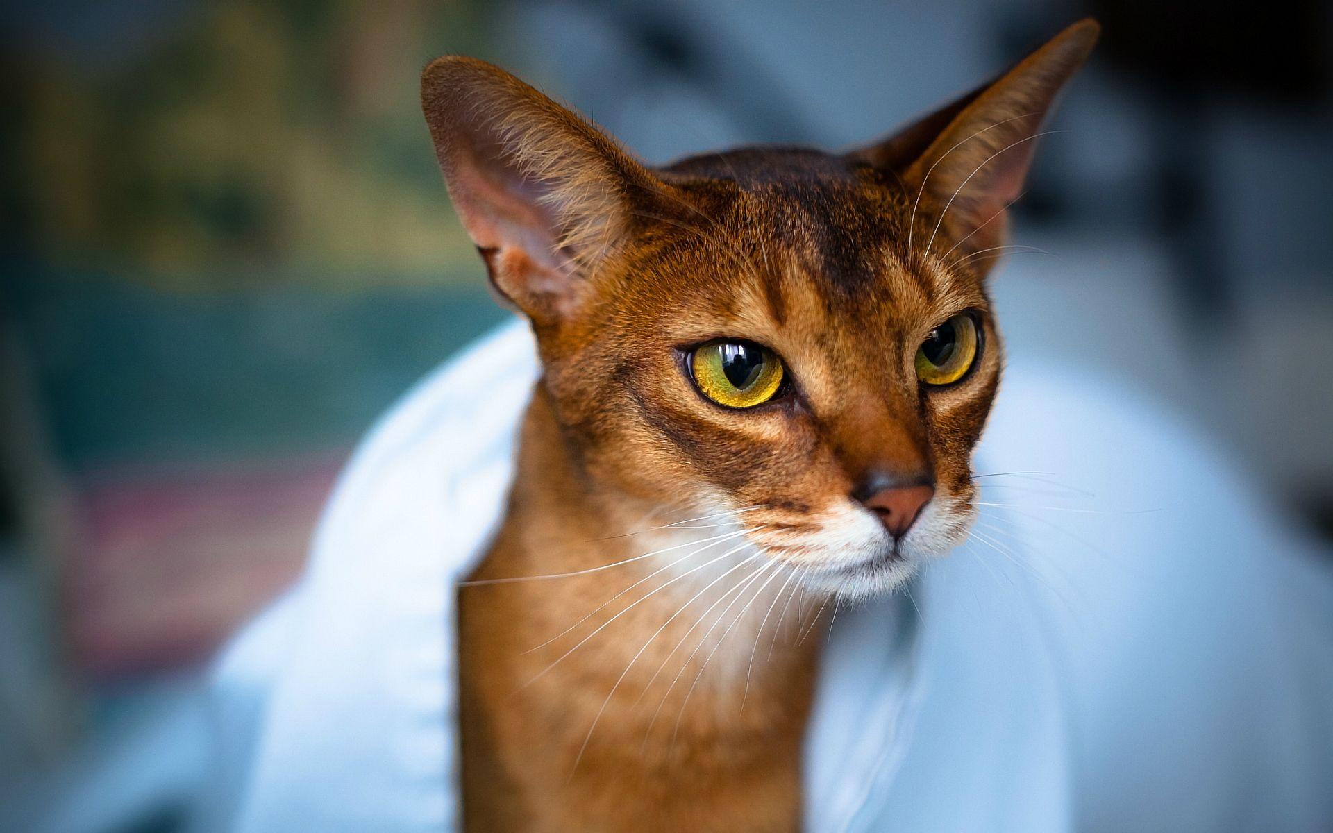 Abyssinian cat Wallpaper Picture Photo Image. HD