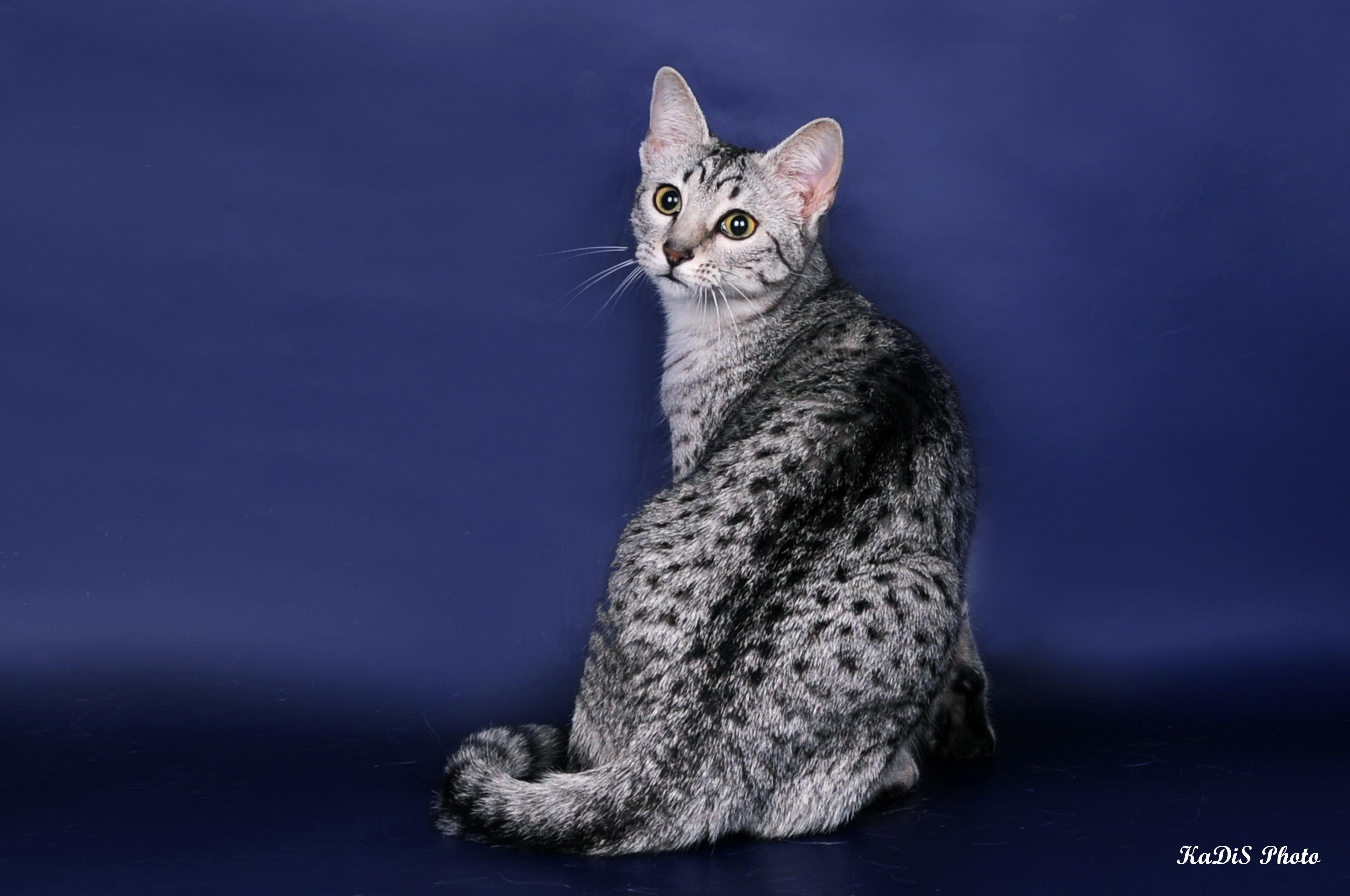 Egyptian Mau on a blue background wallpaper and image
