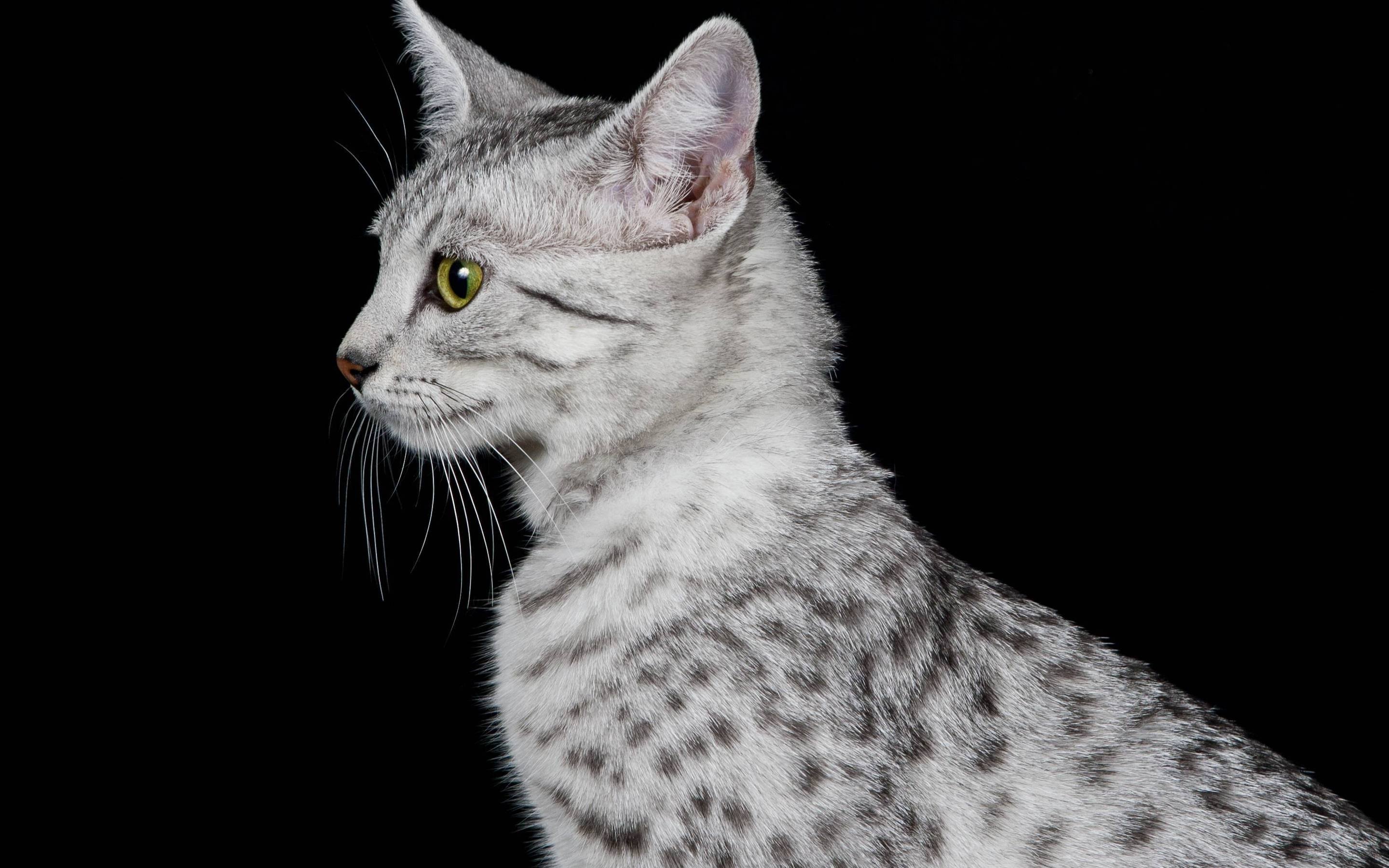 Egyptian Mau Cat Profile Look 2880 x 1800 Retina Display