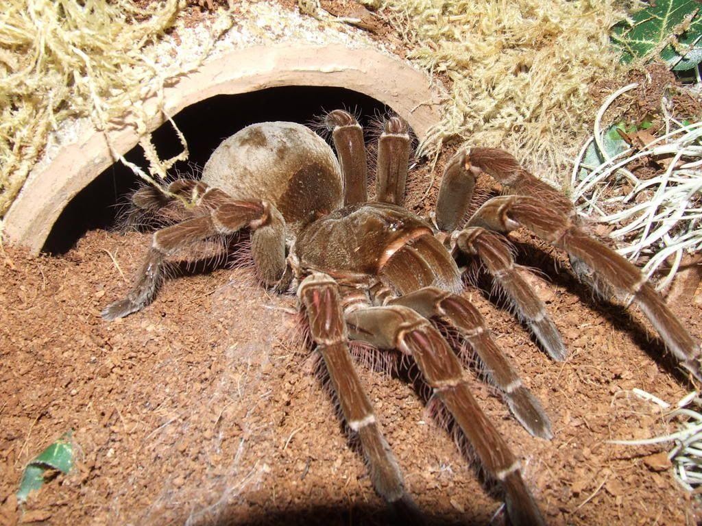 The Goliath birdeater (Theraphosa blondi) is an arachnid, or