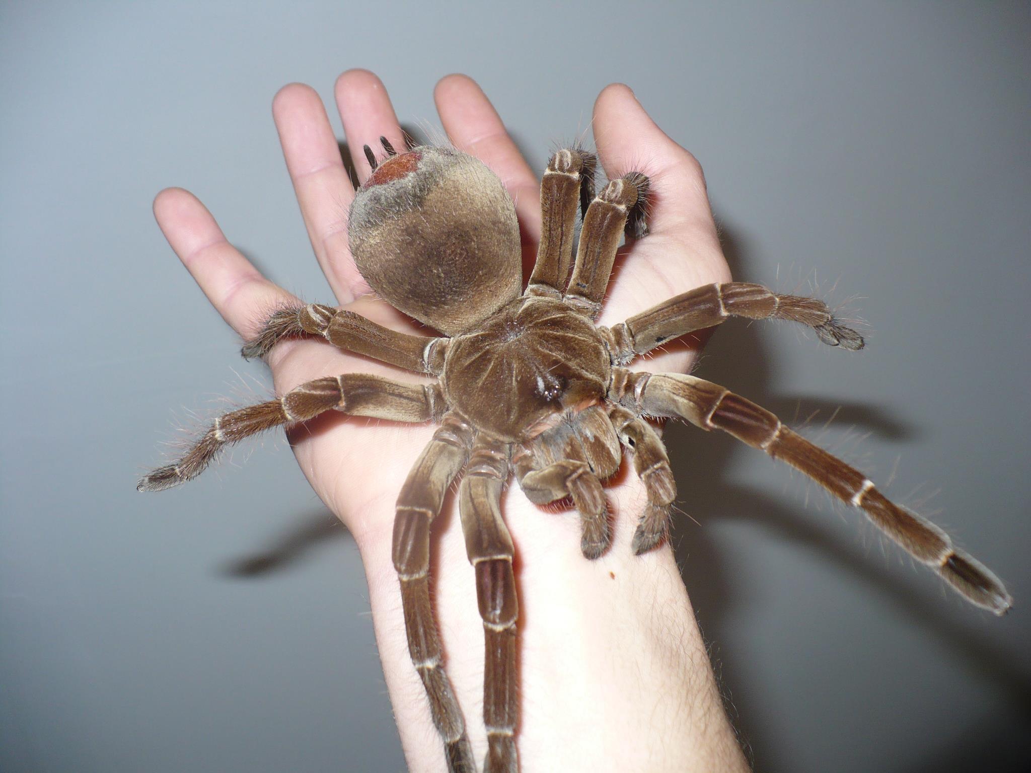Theraphosa Blondi Wallpapers Wallpaper Cave theraphosa-blondi-wallpapers-wallpaper-cave