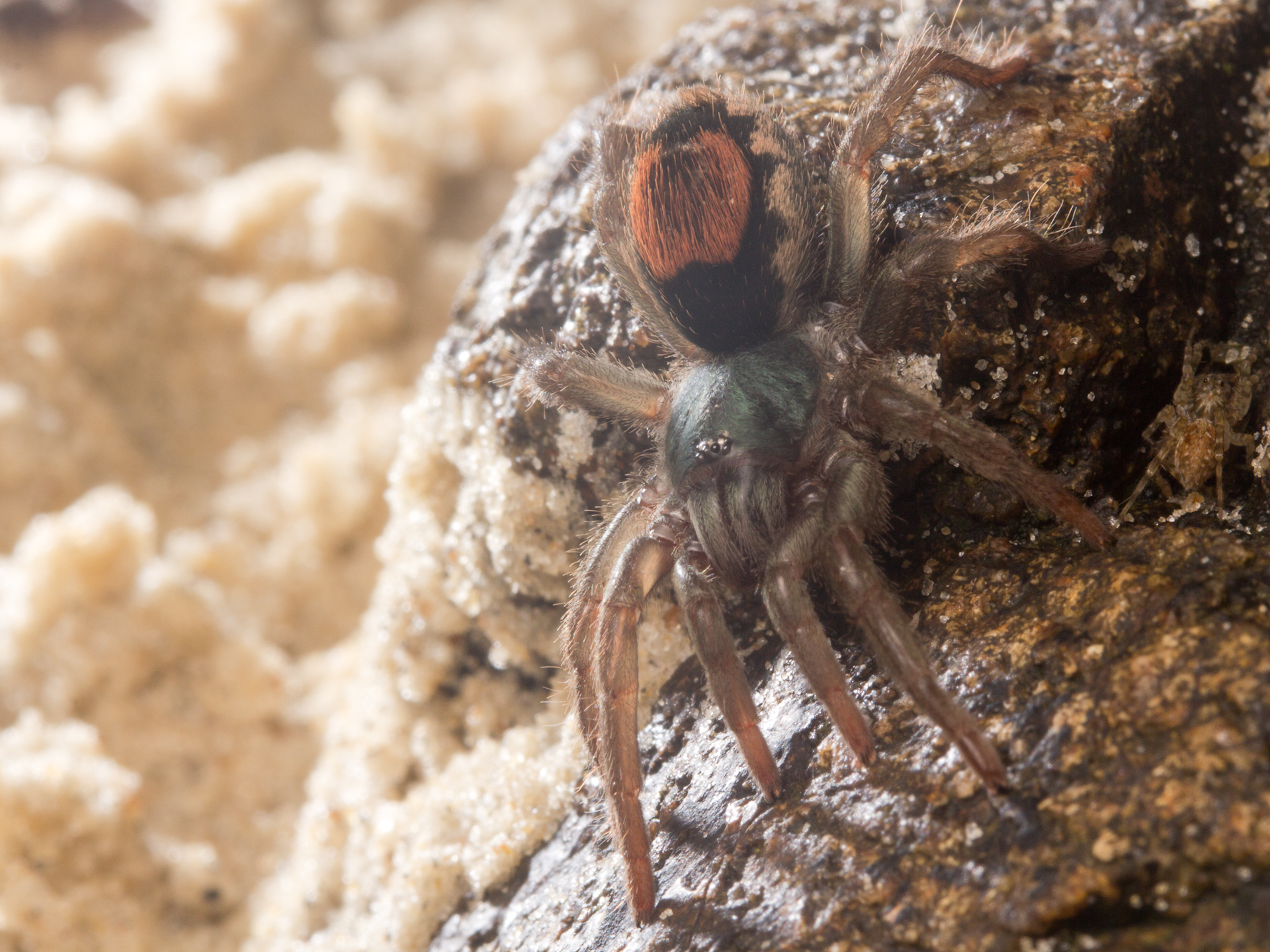 Goliath Bird Eating Spider