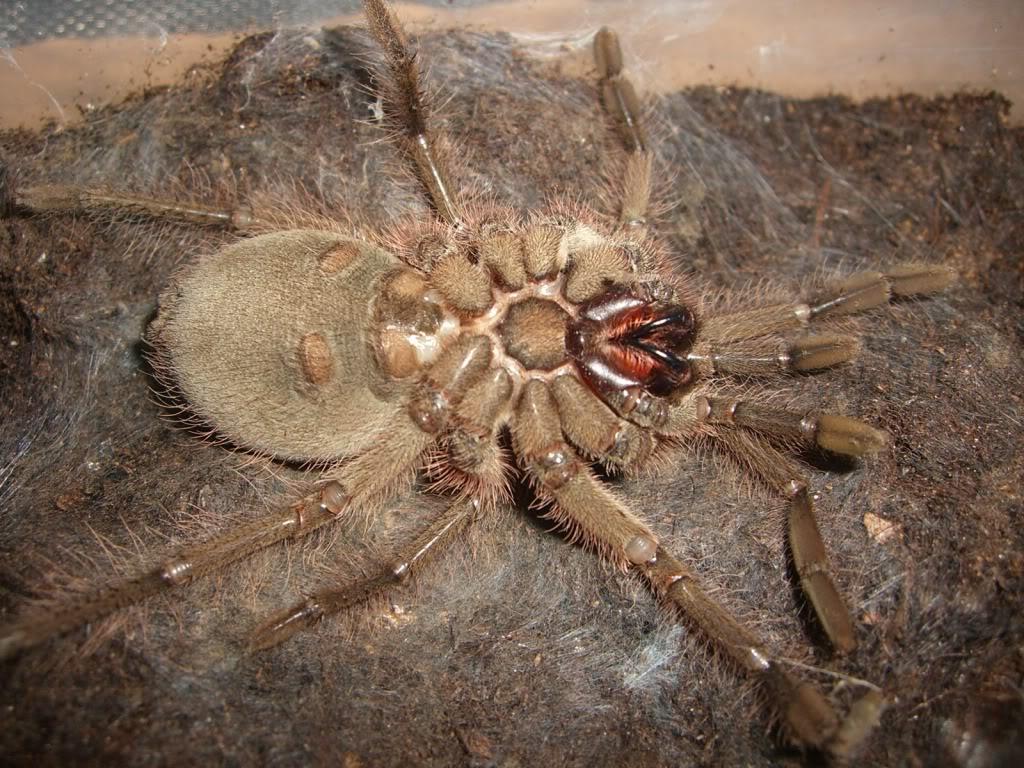 Theraphosa blondi molting picture