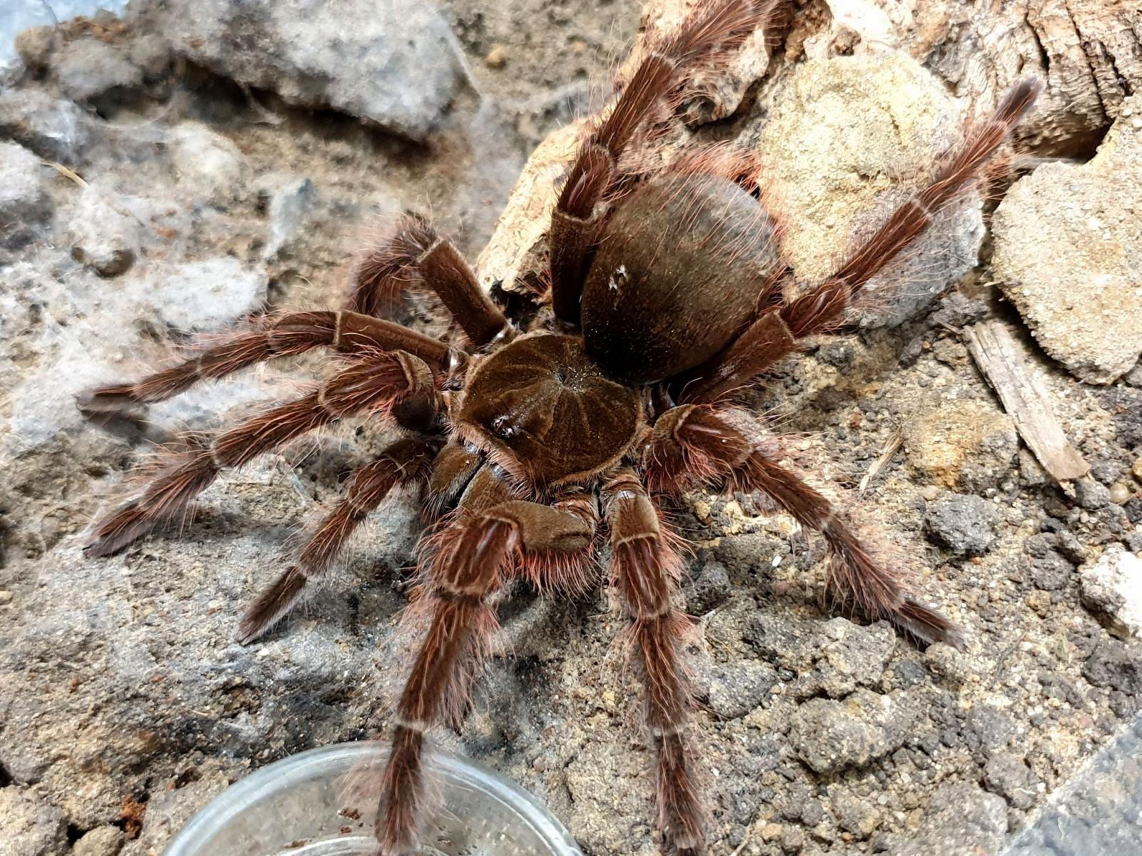 Theraphosa Blondi Wallpapers - Wallpaper Cave