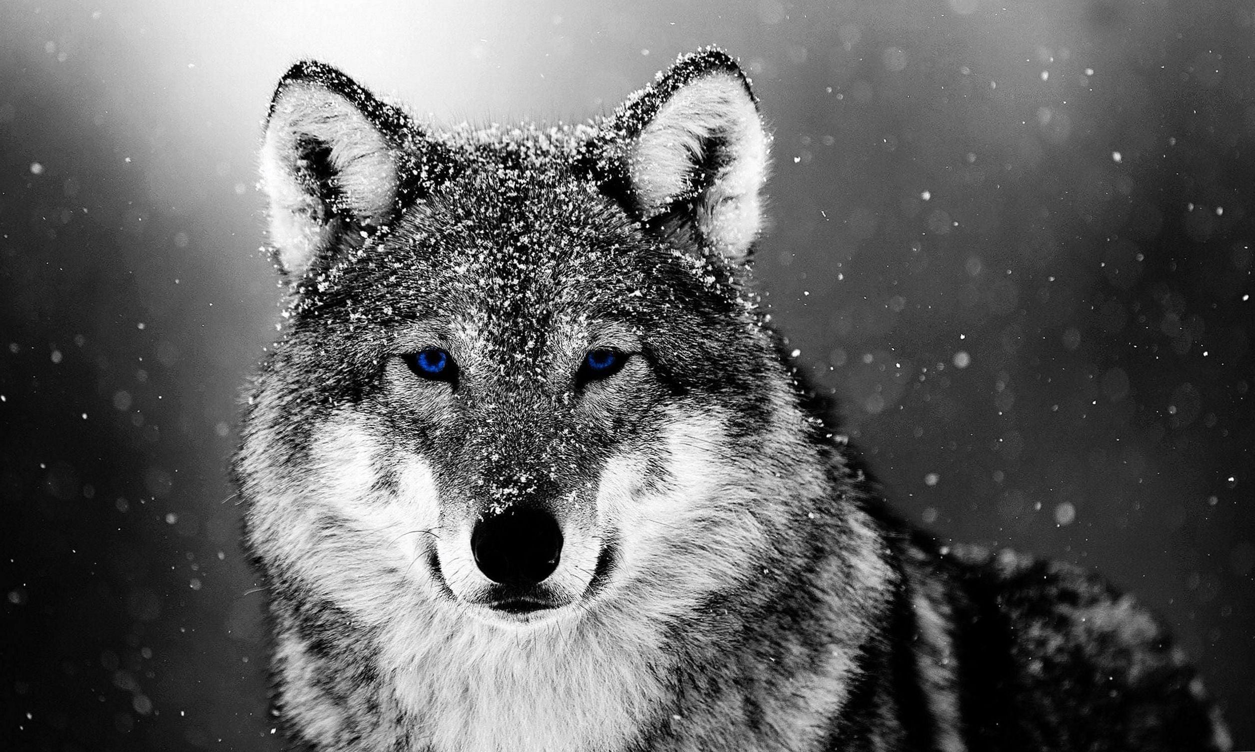 Wallpaper Wolf Snow Wallpaper.Pro