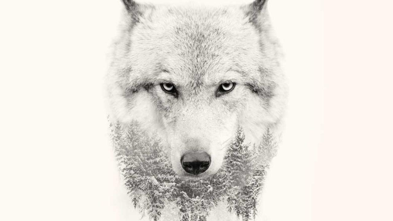 Strong Wolf Quotes To Pump You Up. Wolves & Wolfpack Quotes