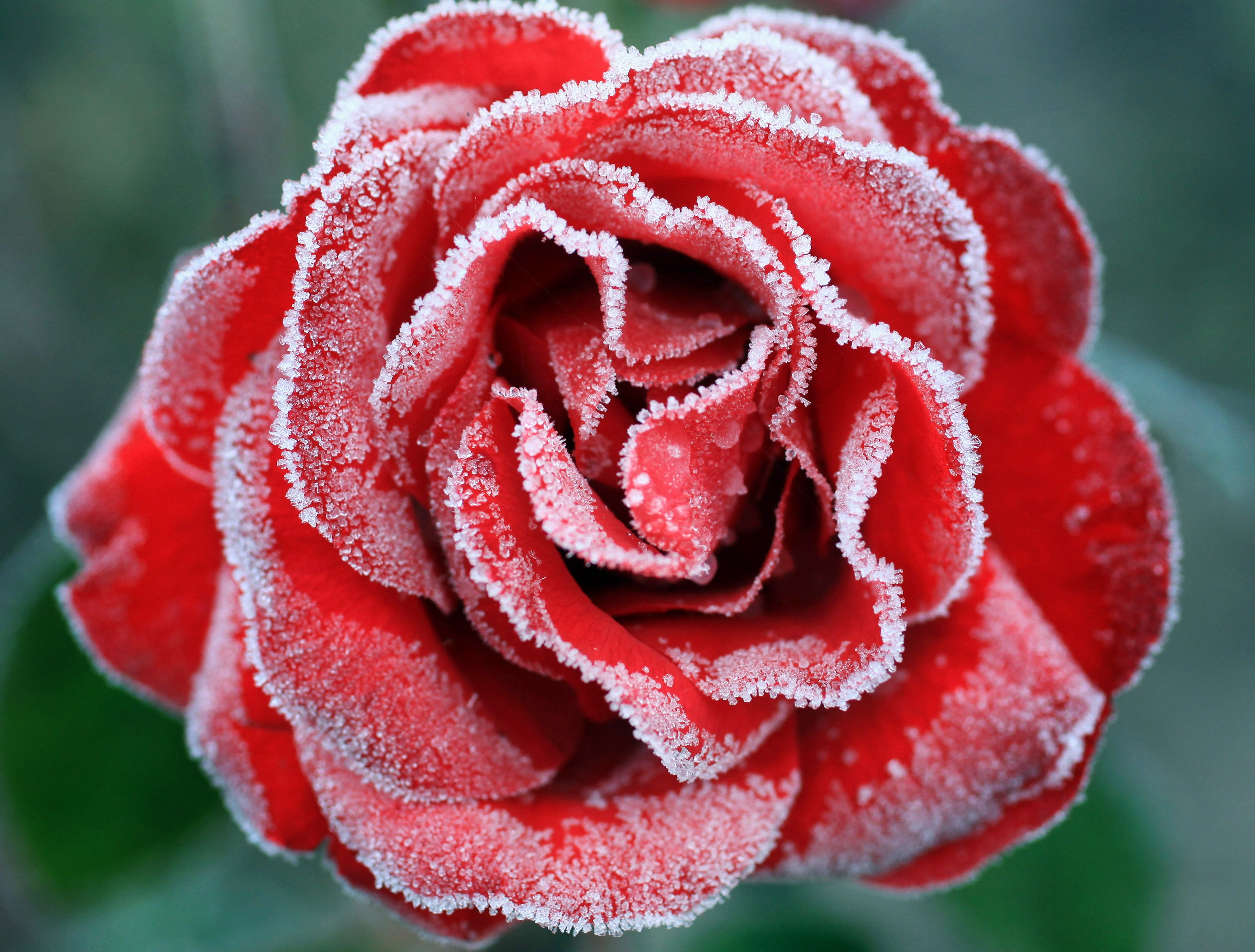 Wallpaper Frozen Rose, Red Rose, 4K, Flowers