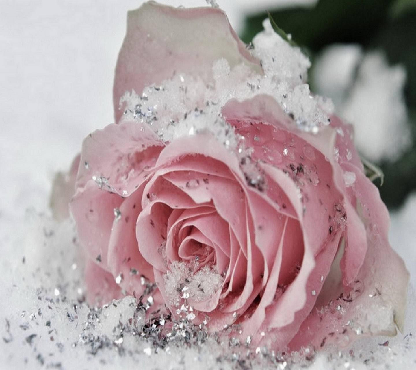Frozen Rose wallpaper