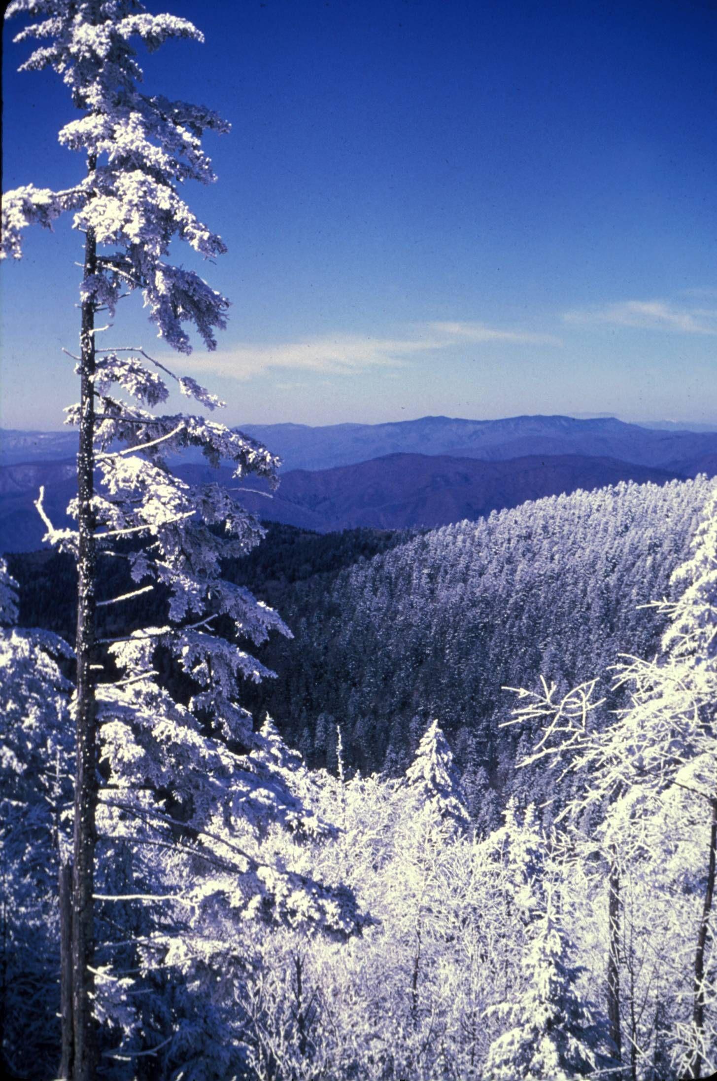 Great Smoky Mountains National Park Frosted trees in winter