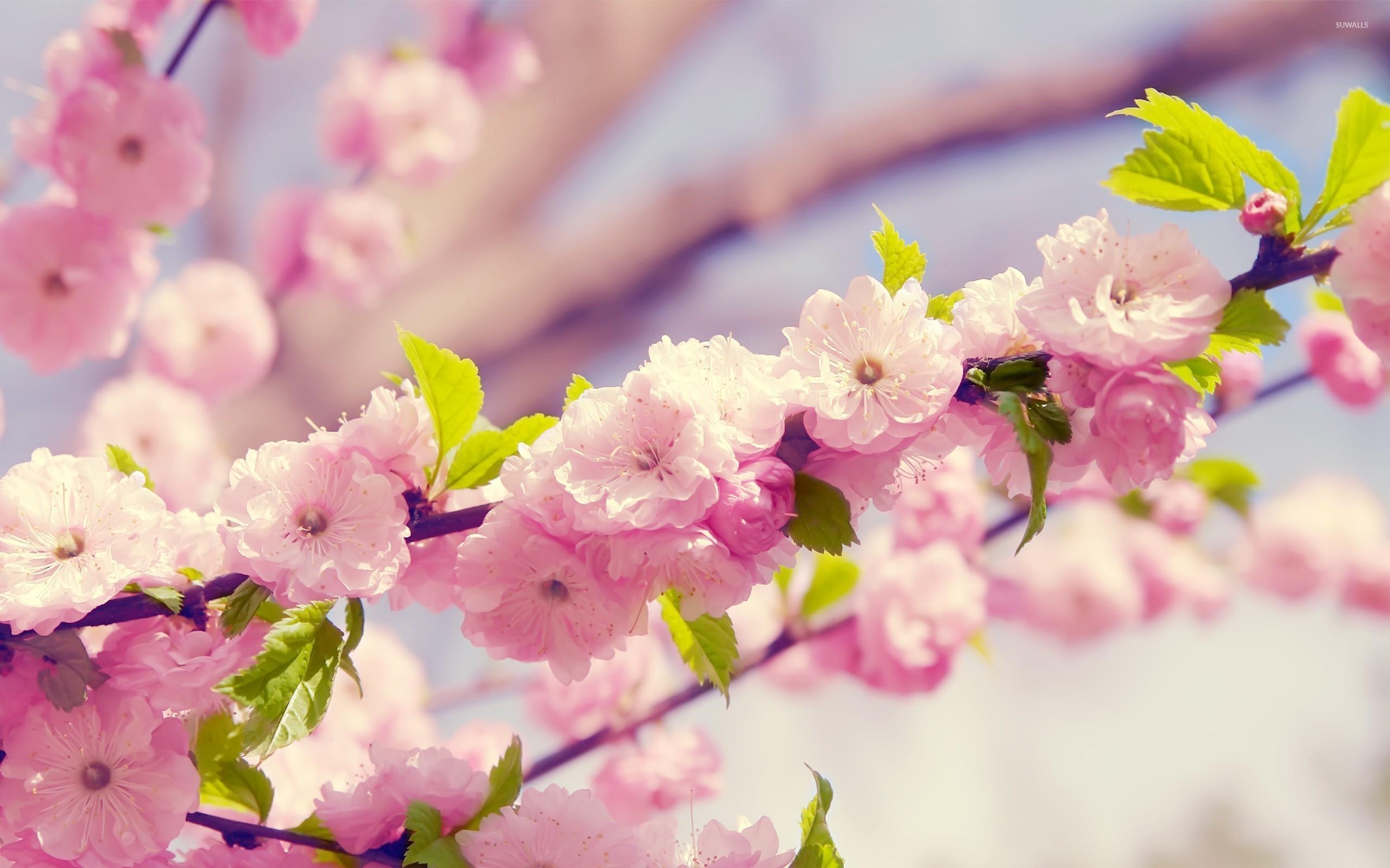 Cherry blossoms wallpaper wallpaper