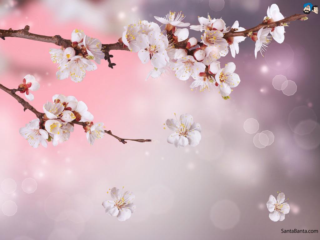 Cherry Blossoms Blossoms Wallpaper HD