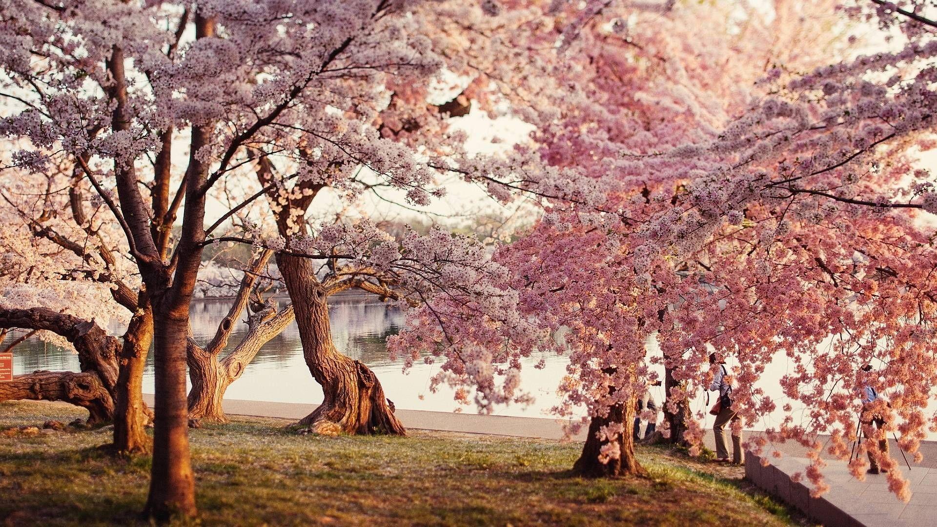 Cherry Blossom Wallpaper for Desktop